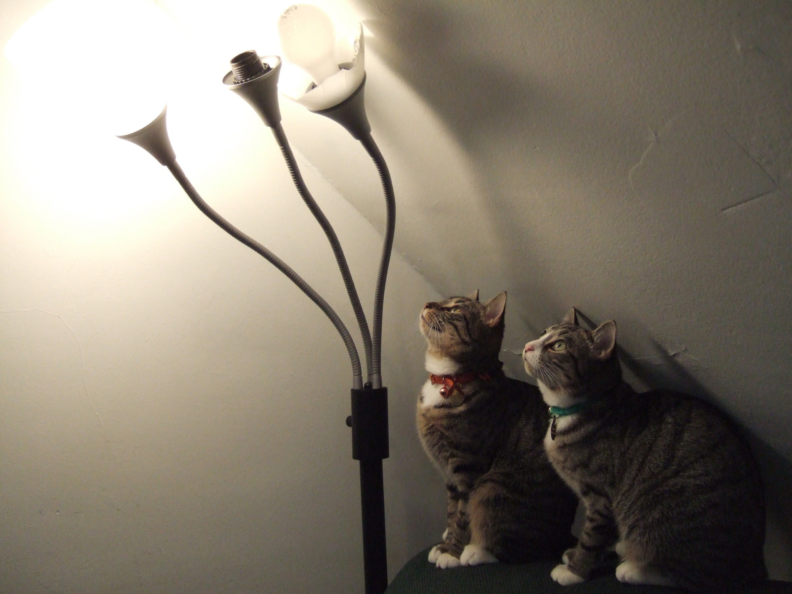 огни, кошки, животные, лампы - обои на рабочий стол
