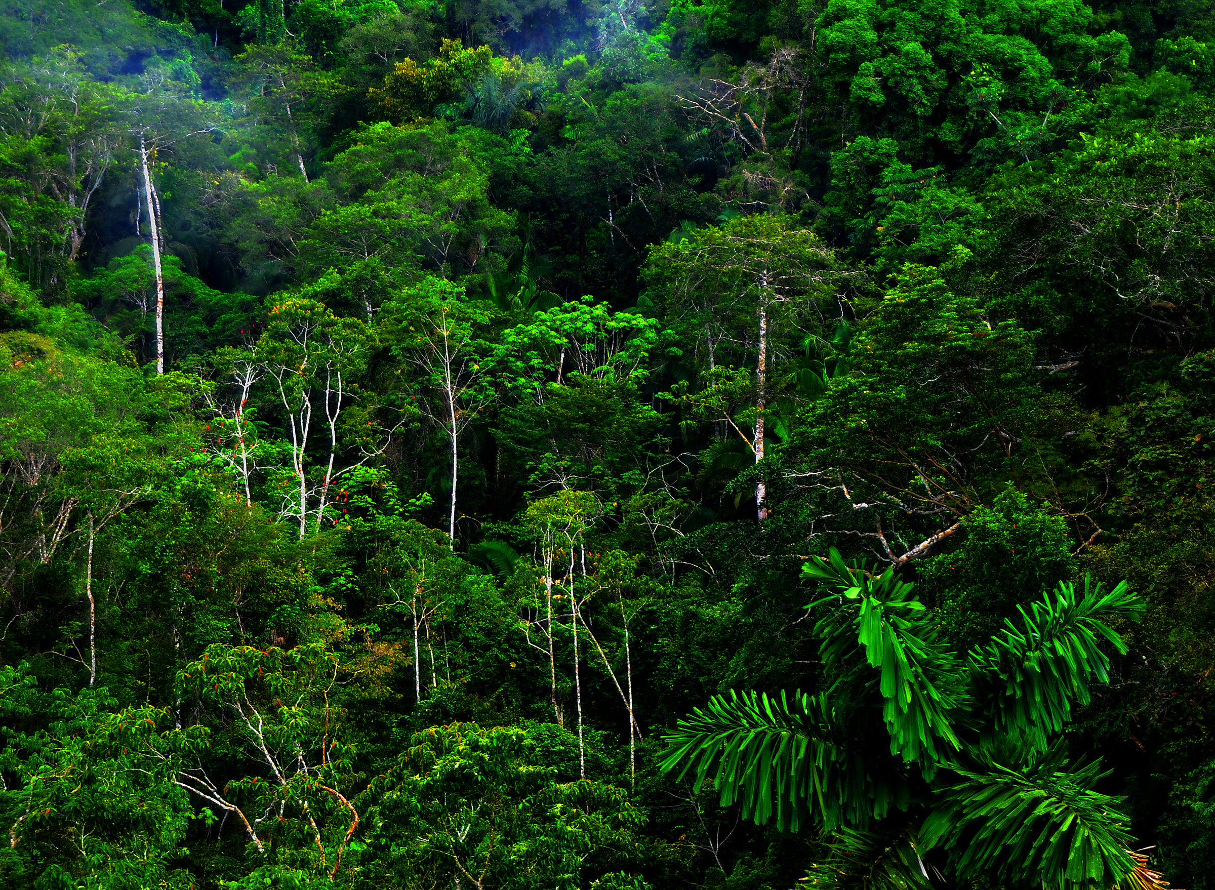 природа, деревья, джунгли, леса - обои на рабочий стол