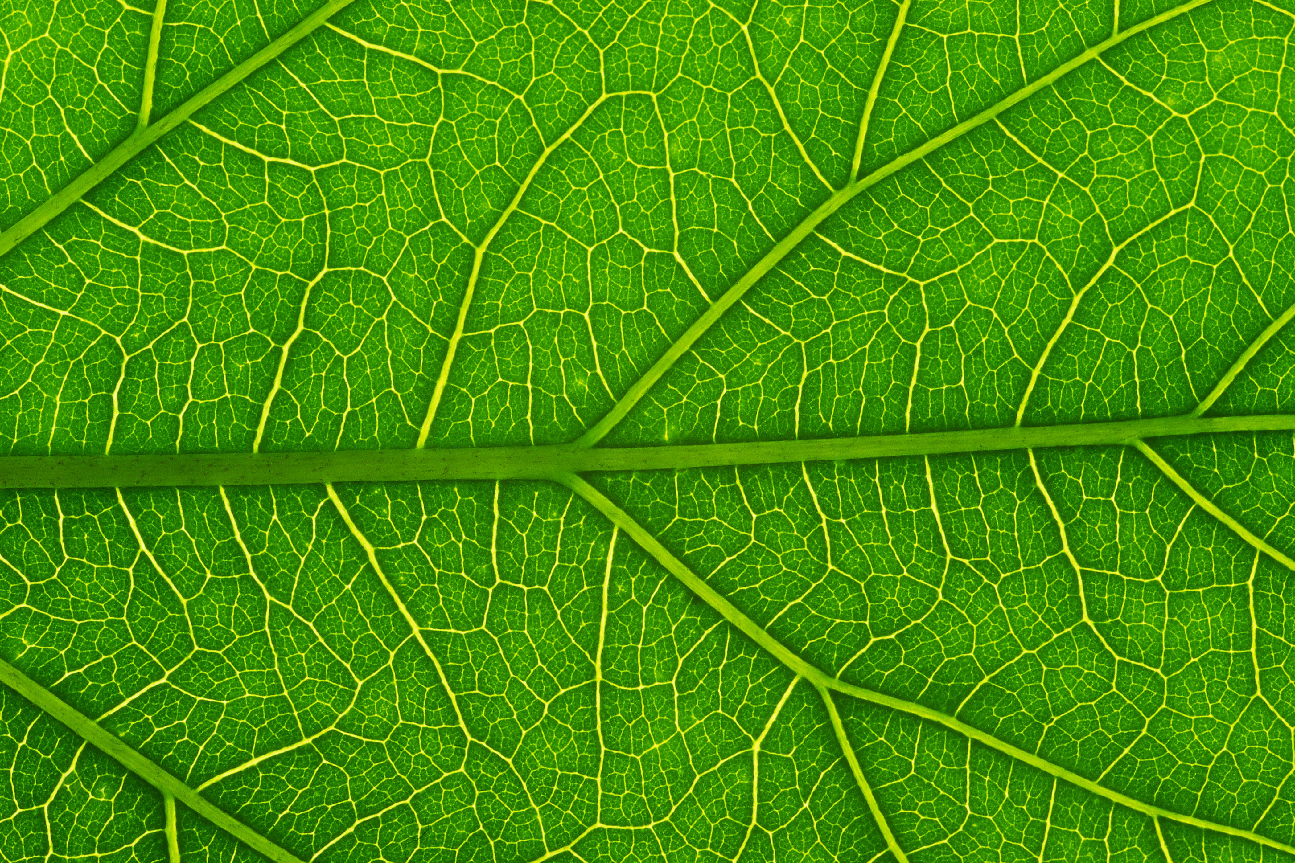 Зеленый лист с прожилками
