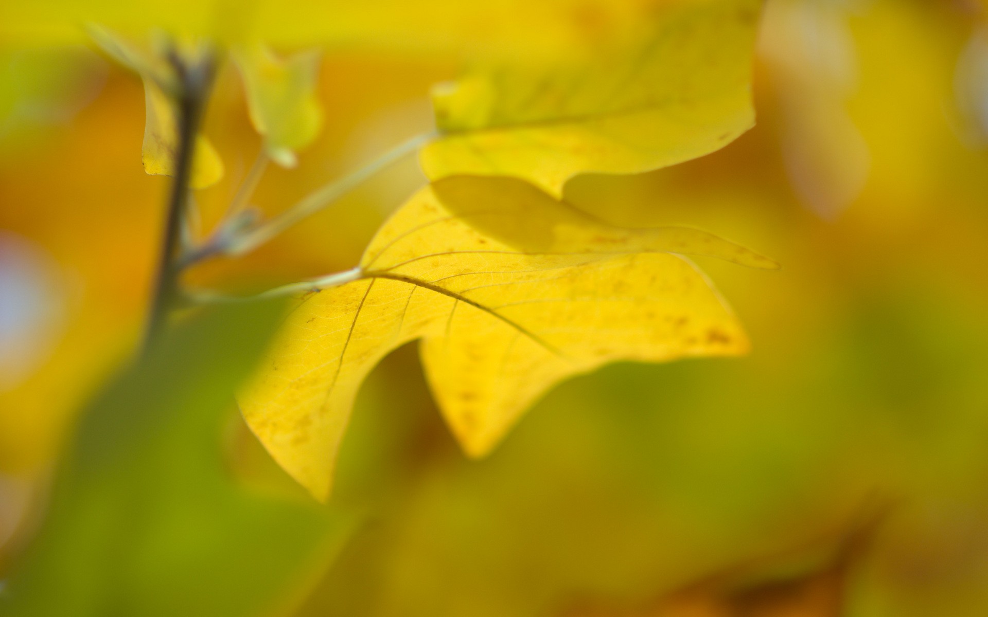 природа, осень, листья, глубина резкости - обои на рабочий стол