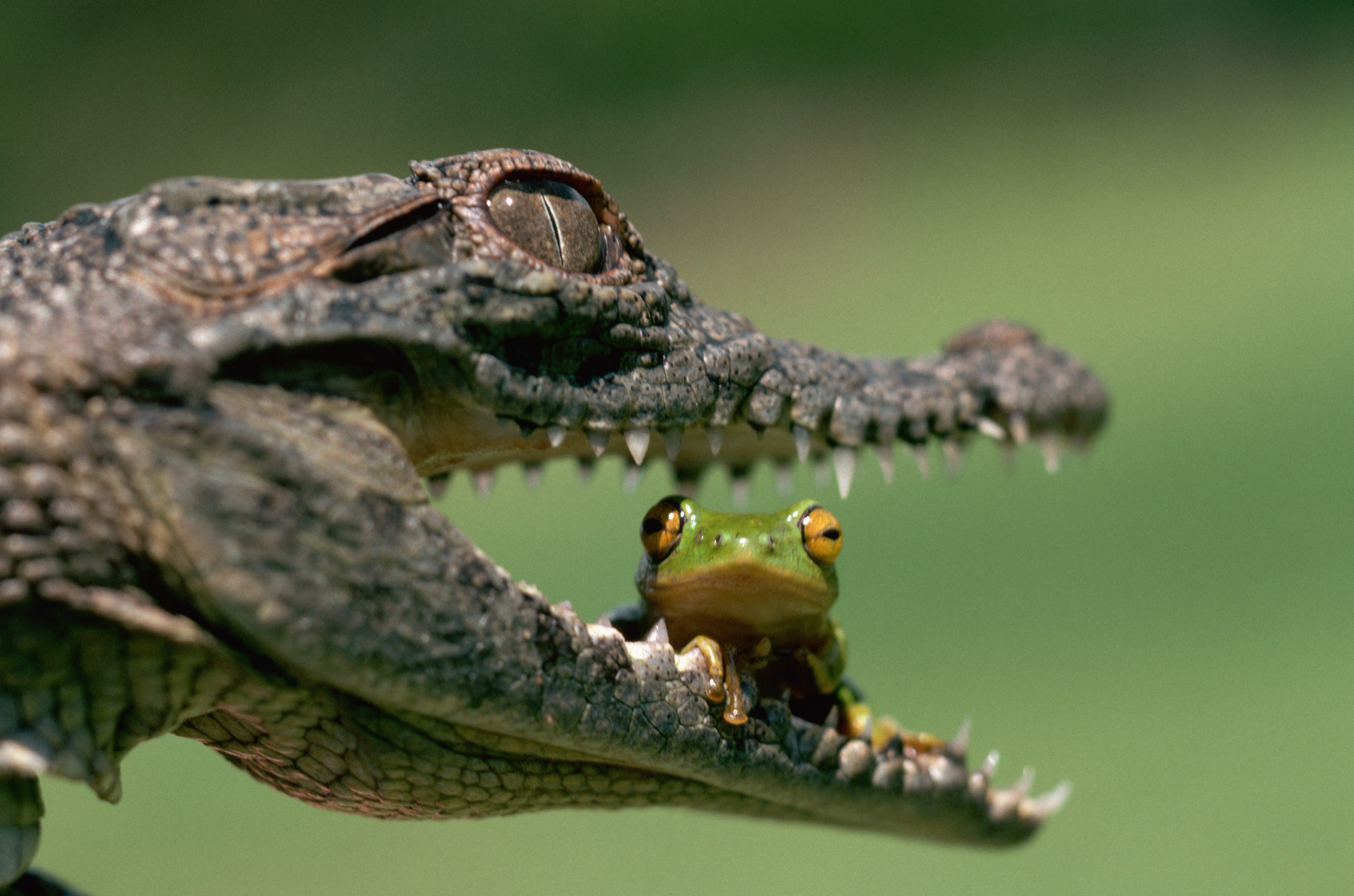 Крокодилы и лягушки какие животные. Пресмыкающиеся Аллигатор. Лягушка крокодил жаба пресмыкающиеся. Ящерица крокодил. Кайман рептилия.