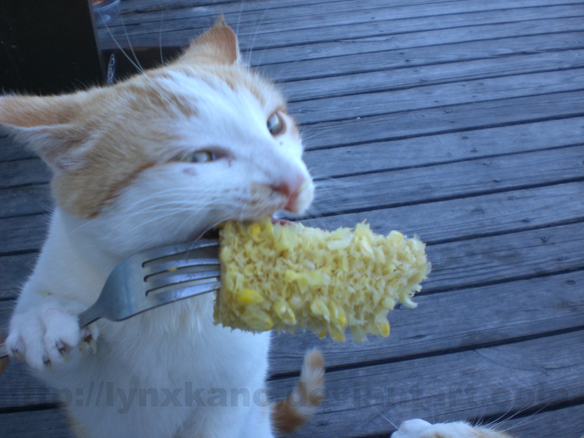 Можно котам кукурузу. Кот кушает. Смешные макароны. Смешные картинки. Кукурузный кот.