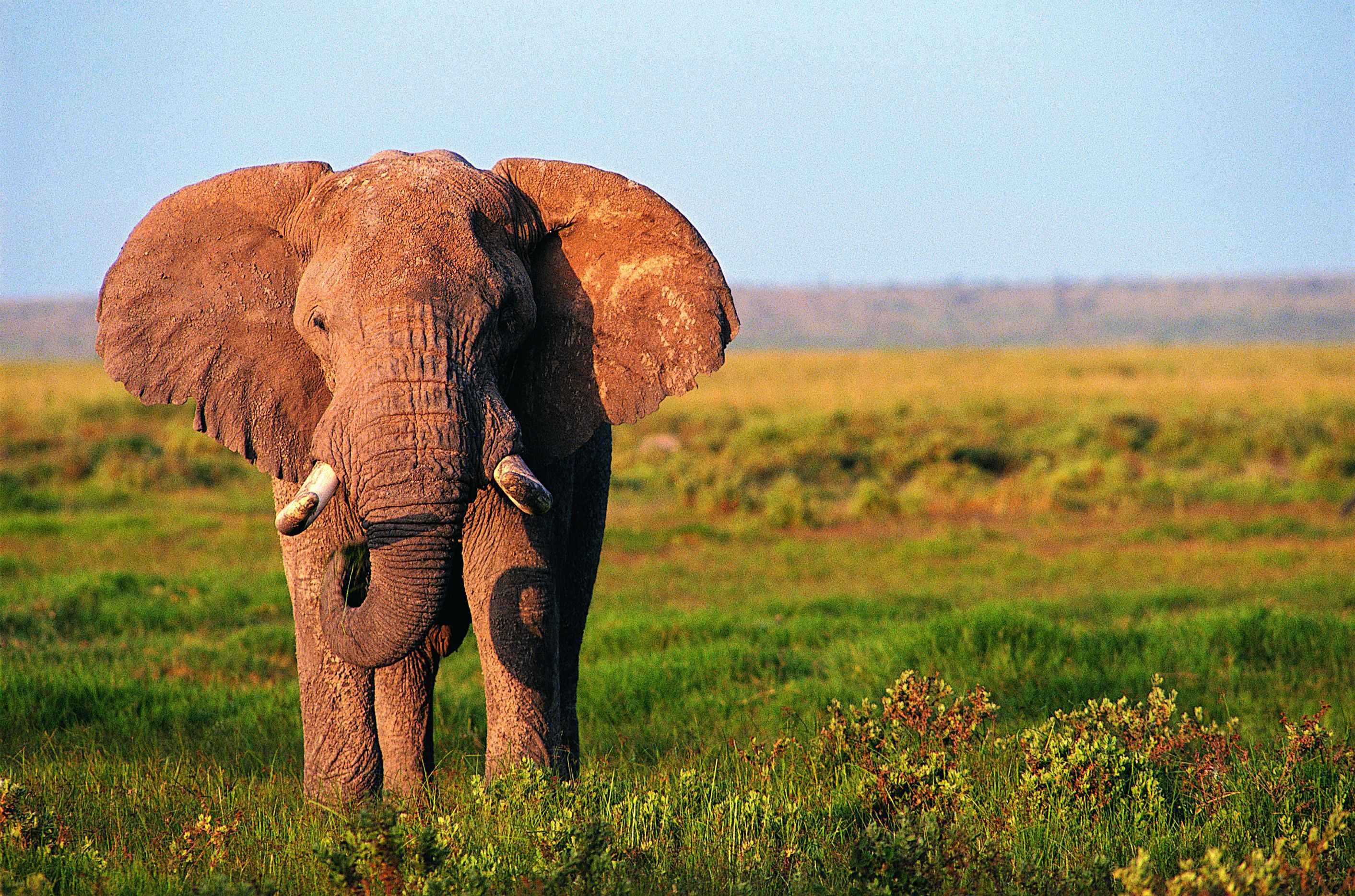 Elephant на русском языке. Слон. СЛОРН. Африканский слон. Красивый слон.