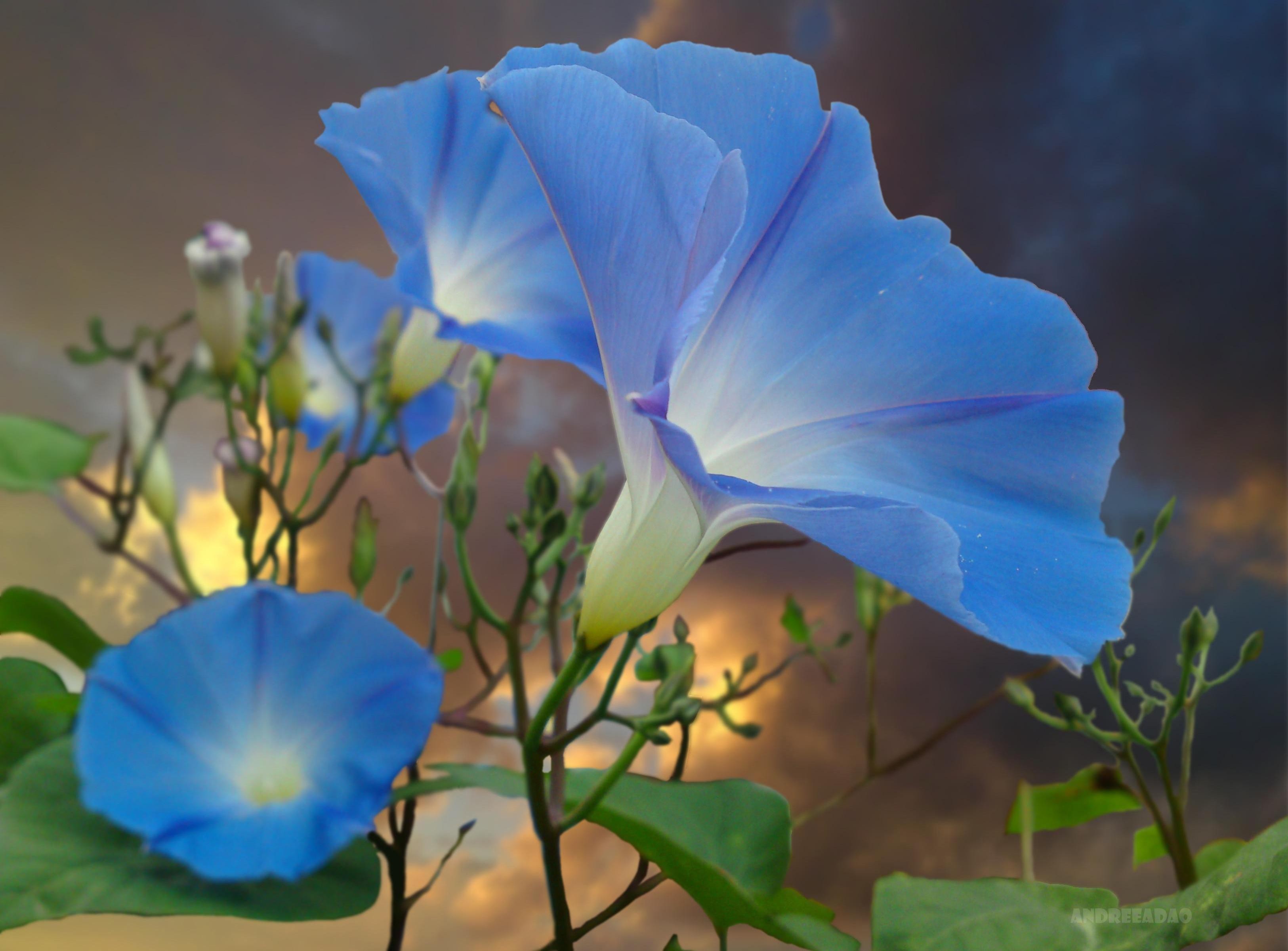 природа, цветы, синие цветы - обои на рабочий стол