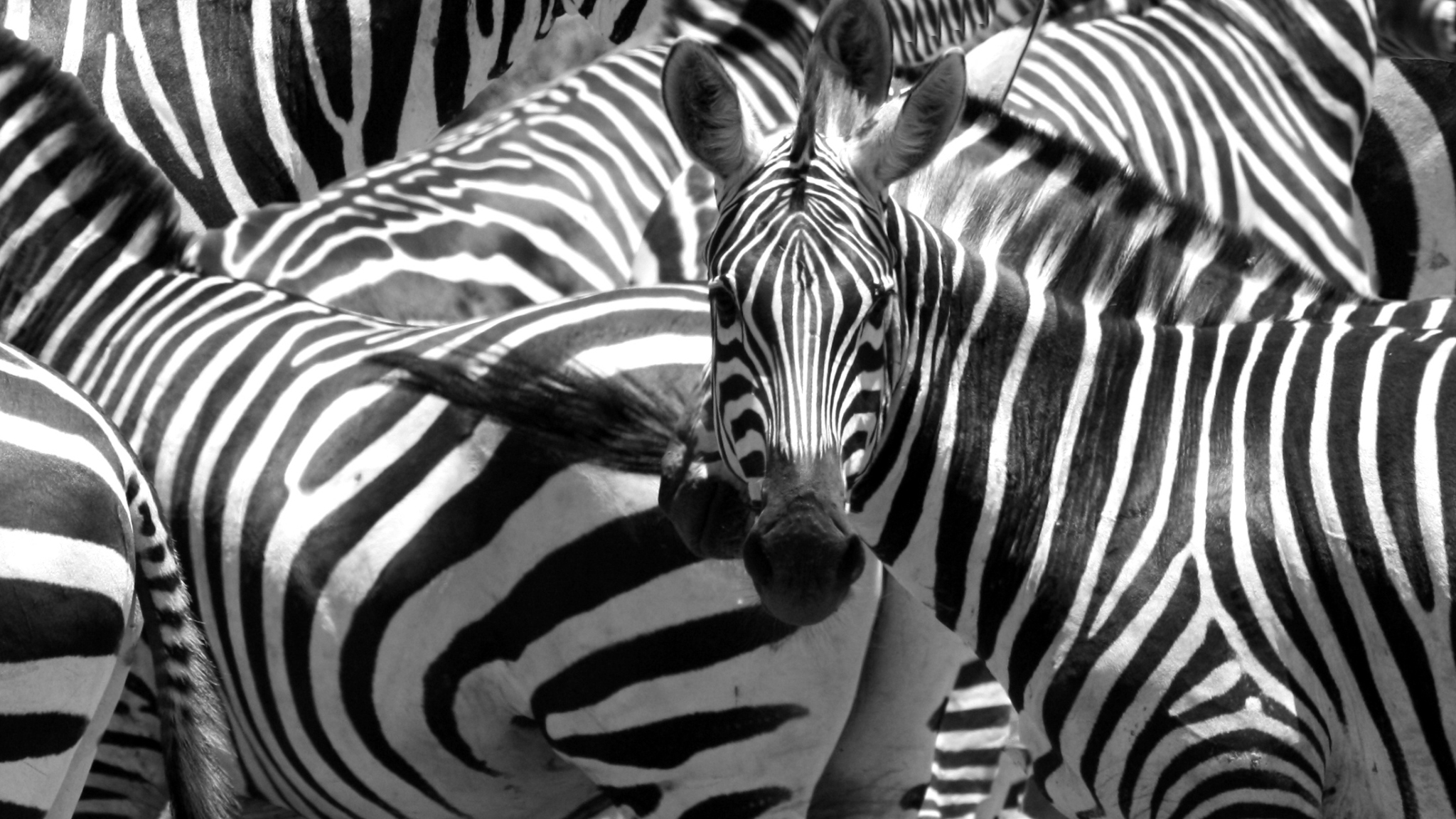 животные, зебры - обои на рабочий стол