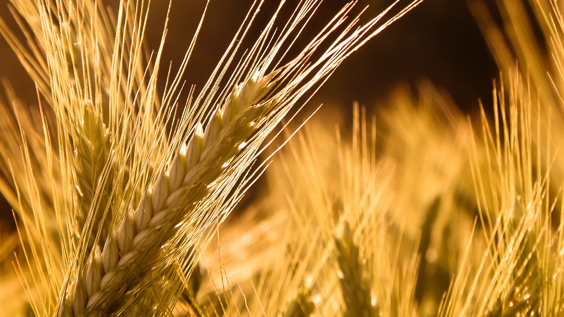 природа, пшеница - обои на рабочий стол