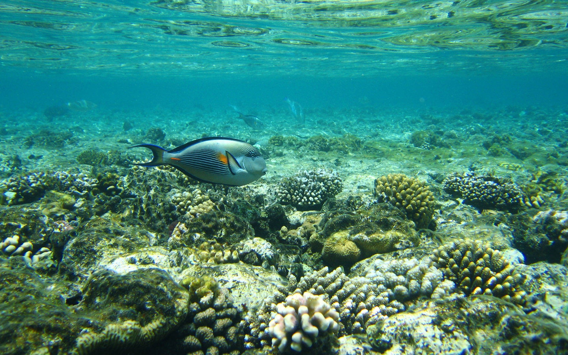 рыба, под водой, коралловый риф - обои на рабочий стол