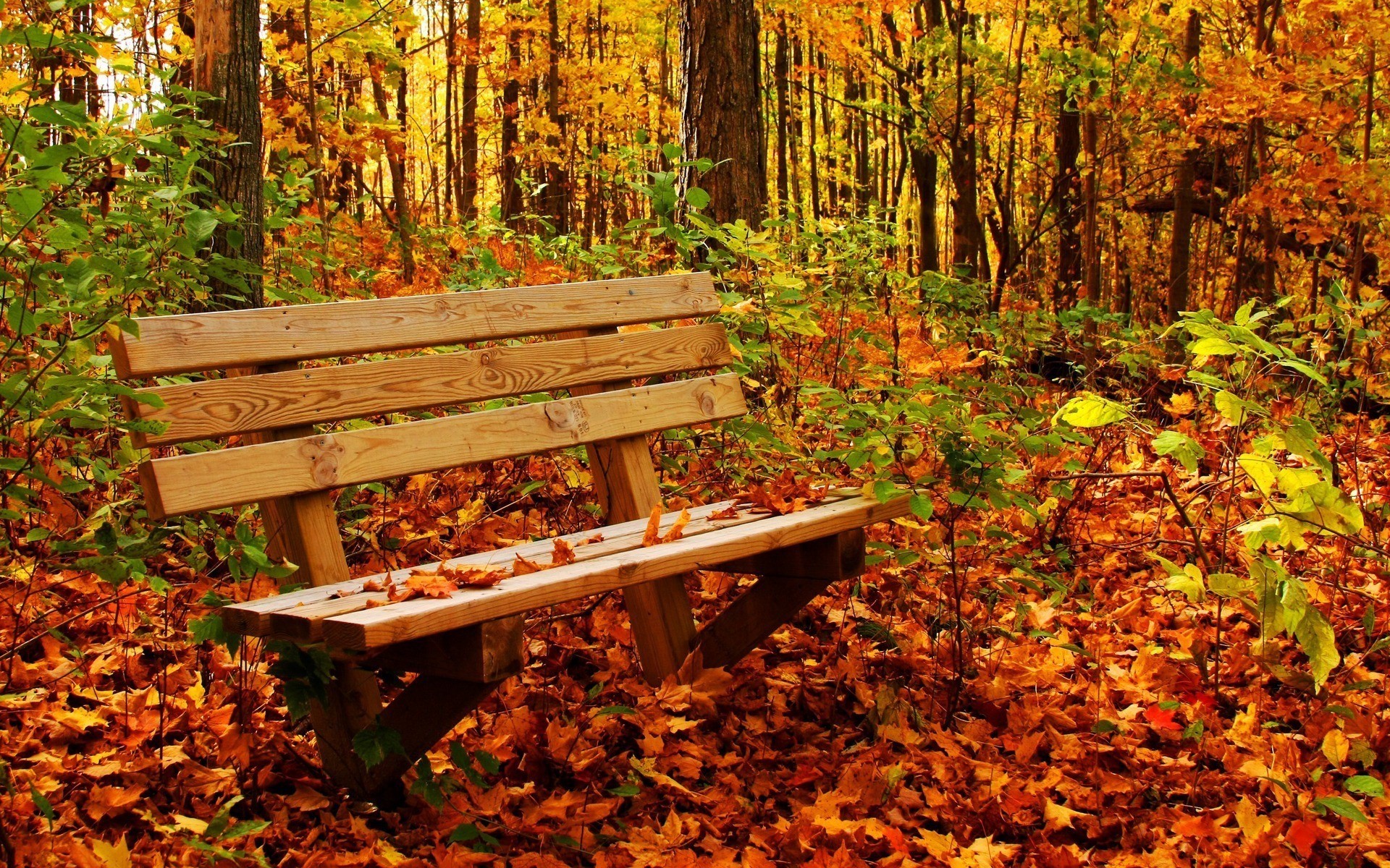 природа, осень - обои на рабочий стол