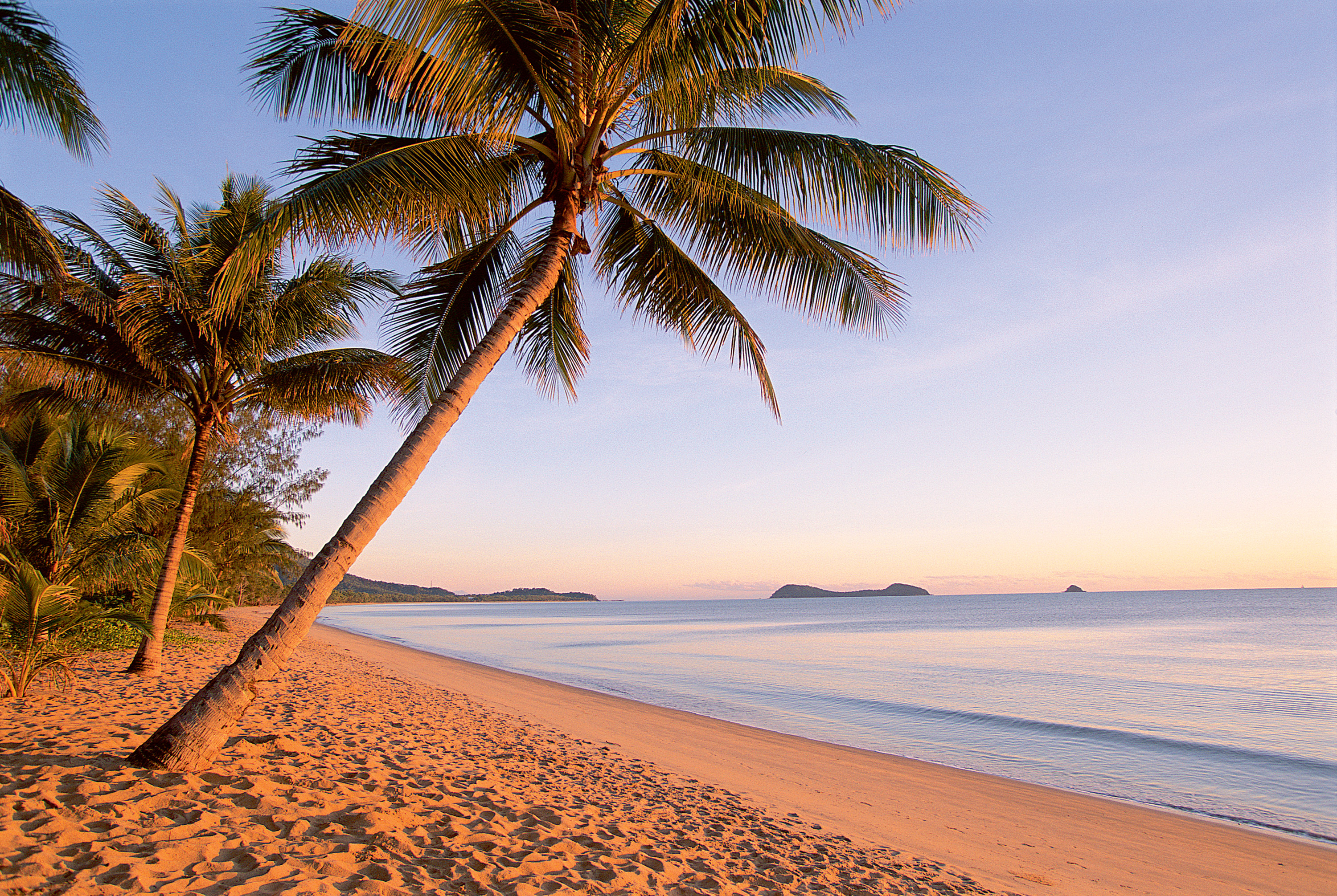 Beach tree. Пальмы песок. Побережье с пальмами. Пляж с пальмами. Берег моря пальмы.