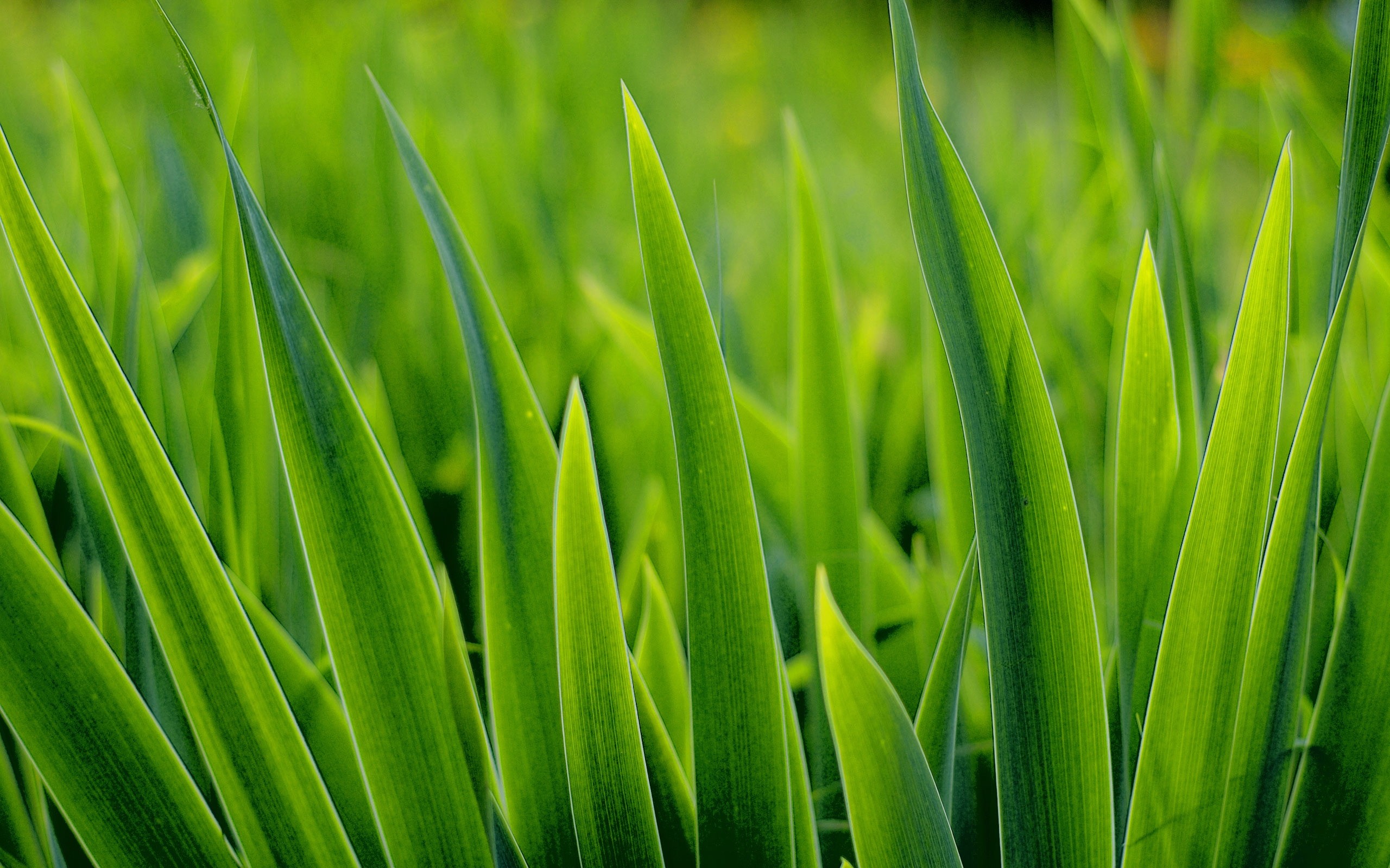 Grass plant. Трава. Зелёные растения. Трава фон. Сочная трава.