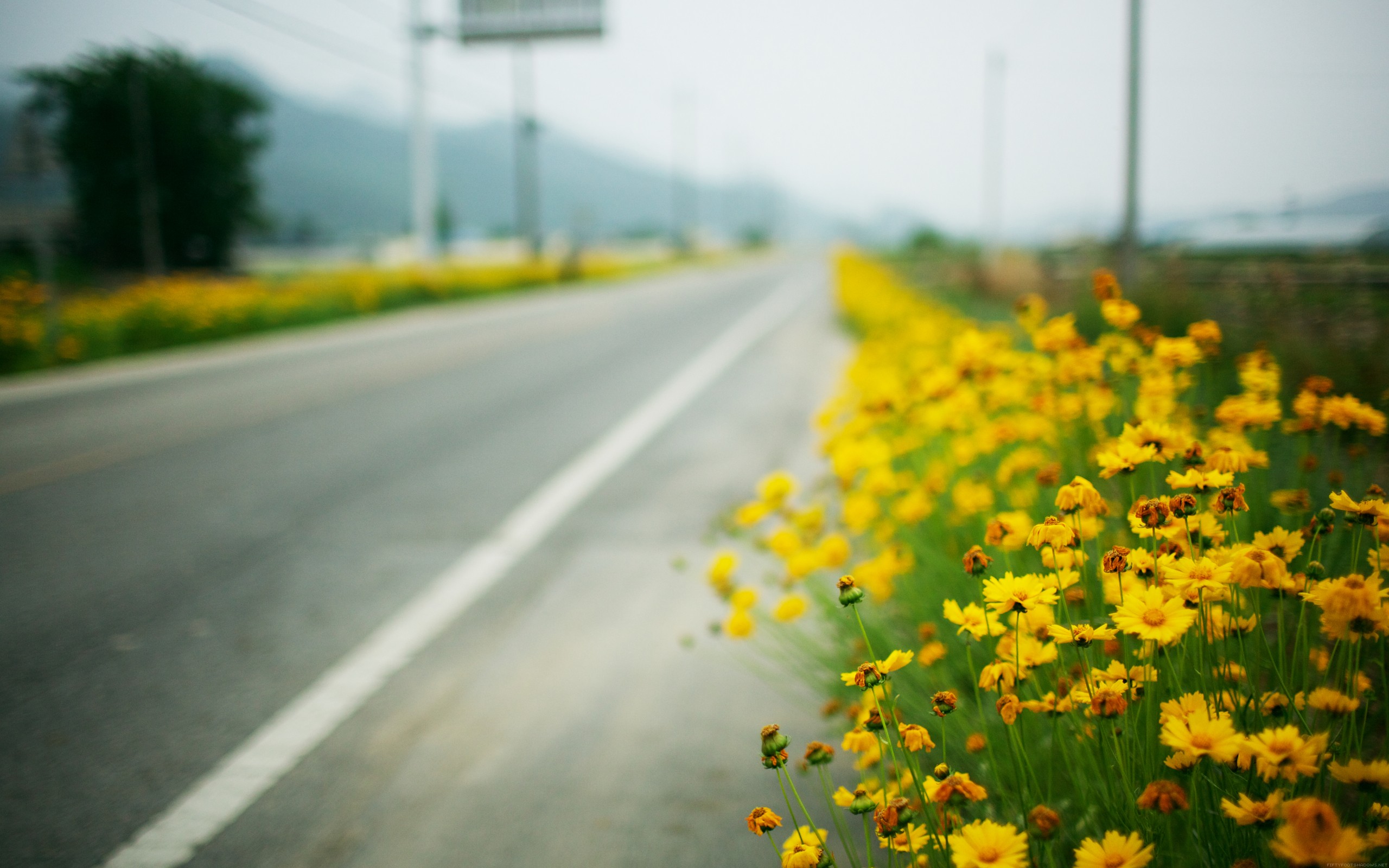 Растет около дороги. Цветы на обочине дороги. Цветы вдоль дороги. Желтые цветы вдоль дороги. Поле с желтыми цветами.
