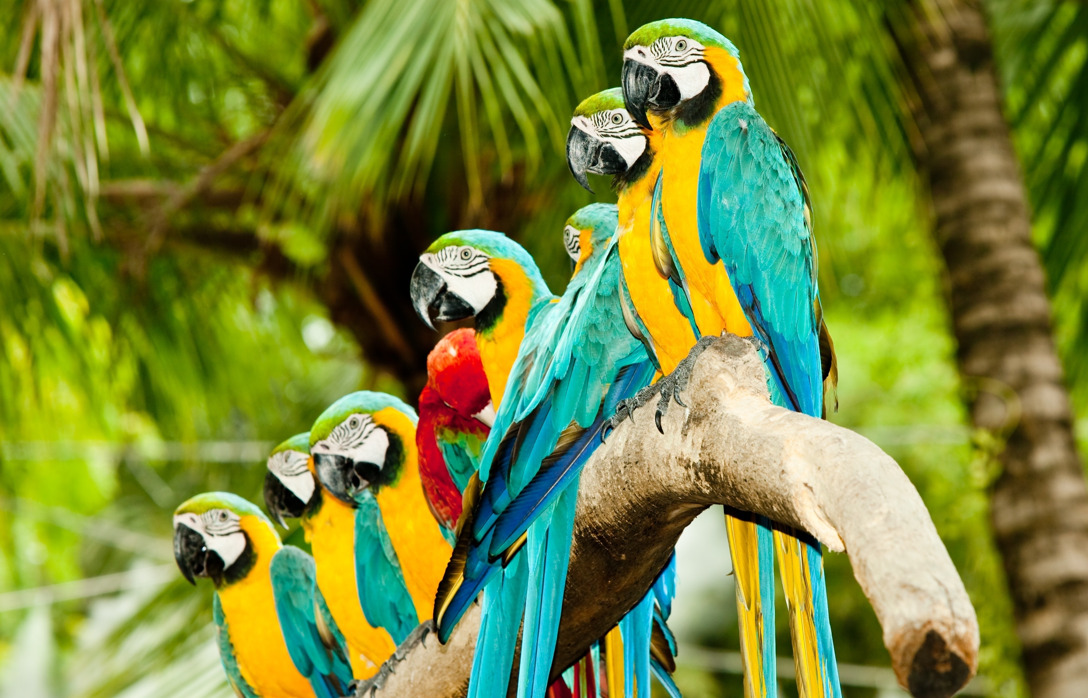 птицы, животные, попугаи, Синий и желтый ара - обои на рабочий стол