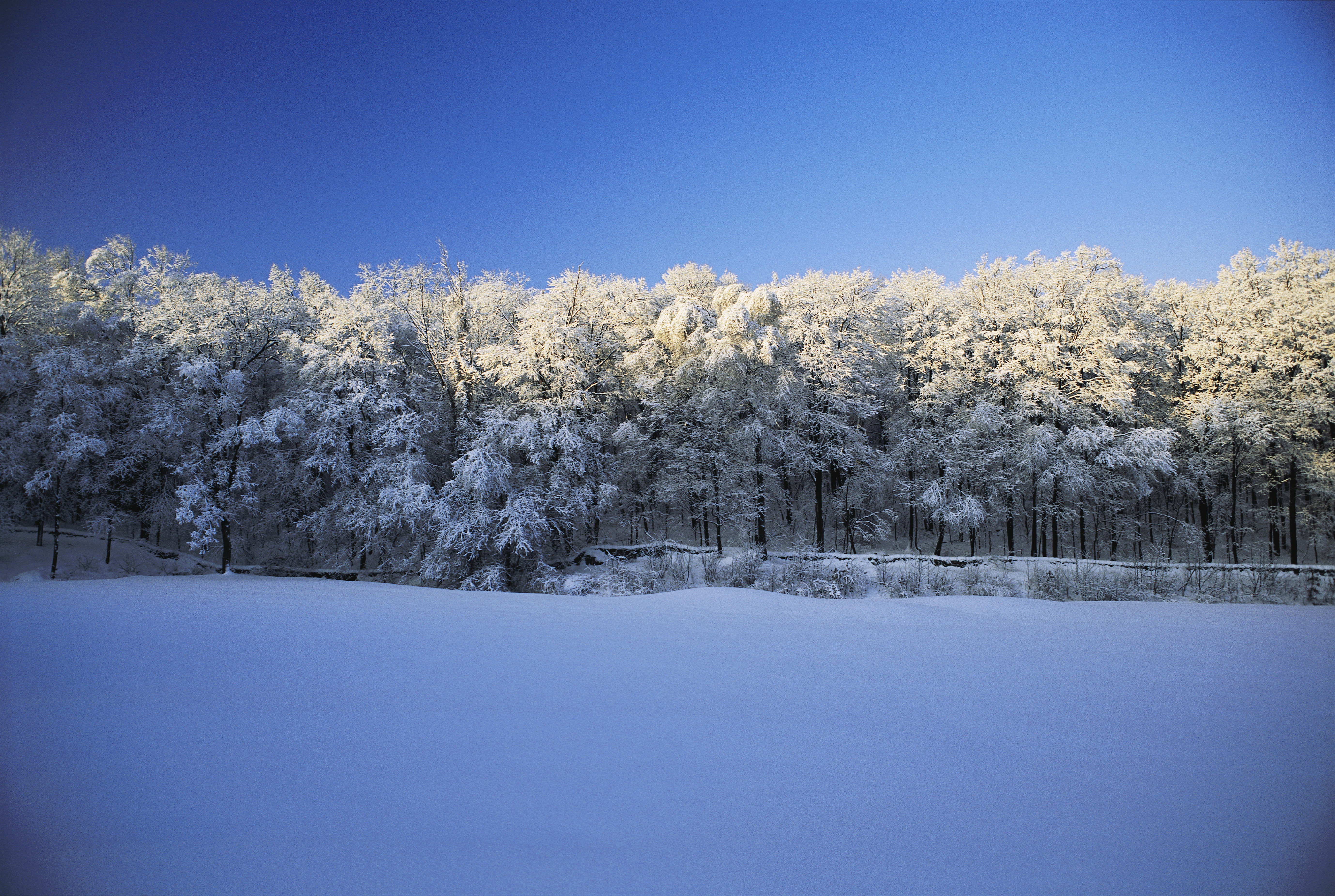 пейзажи, снег, деревья, леса - обои на рабочий стол