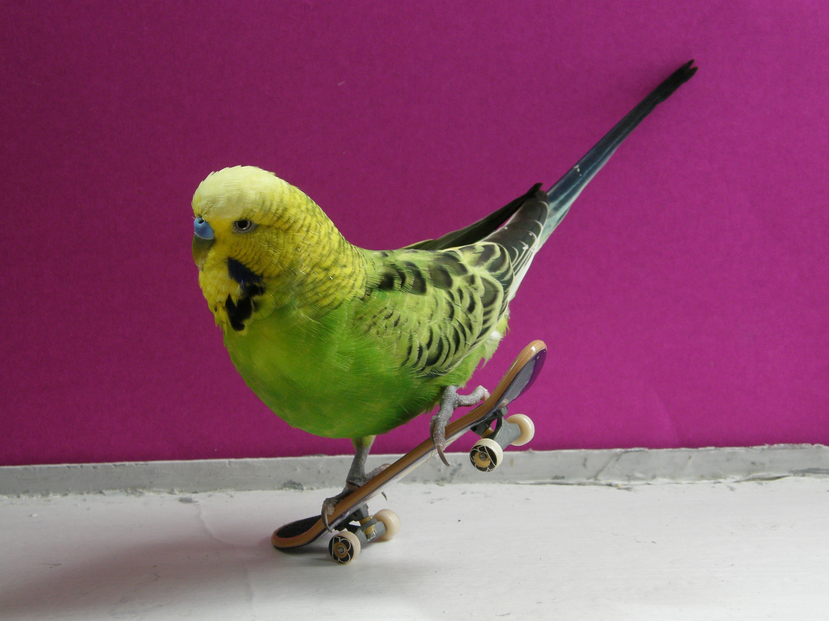 птицы, скейтбординга - обои на рабочий стол