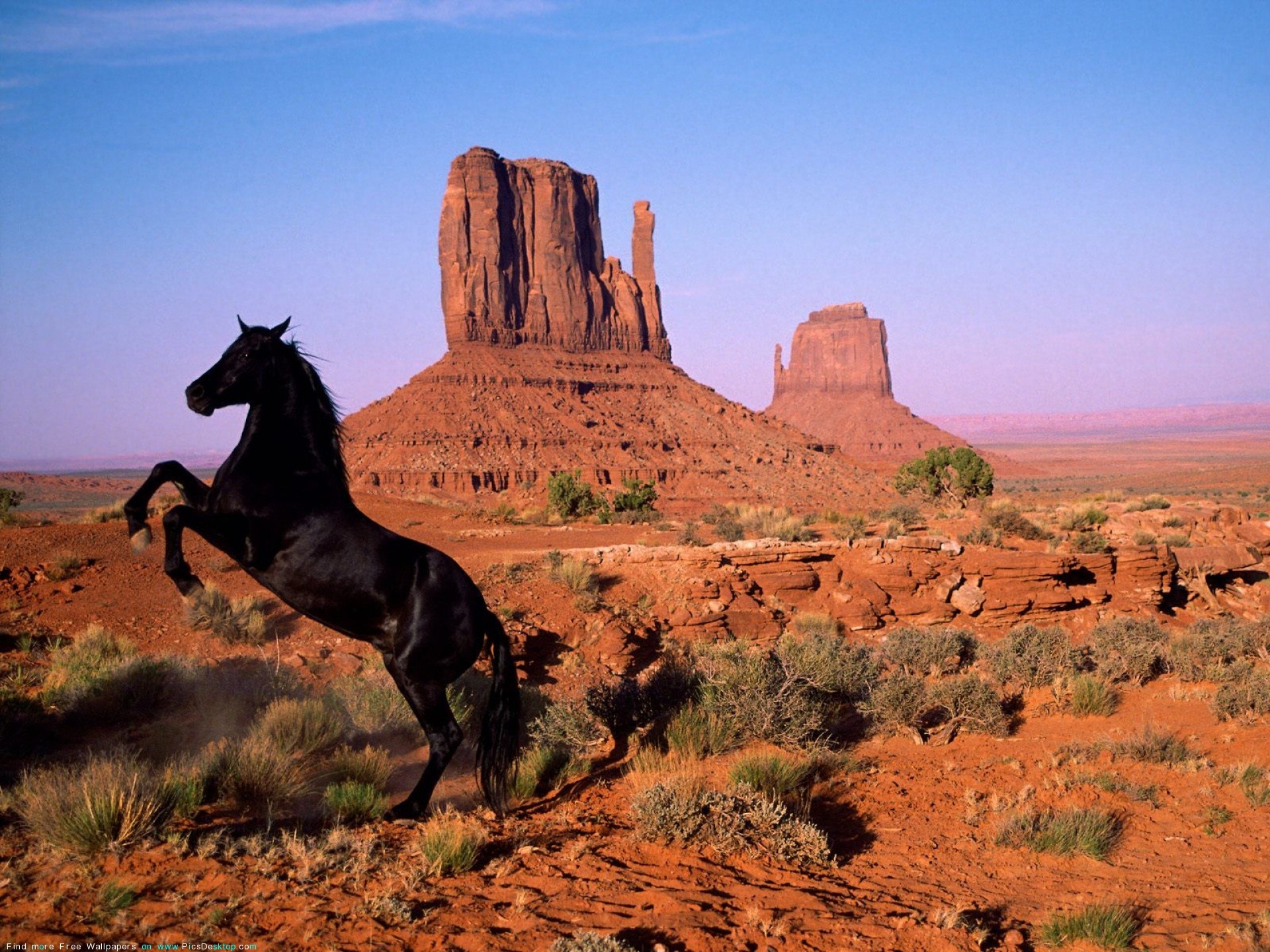 пейзажи, животные, лошади - обои на рабочий стол