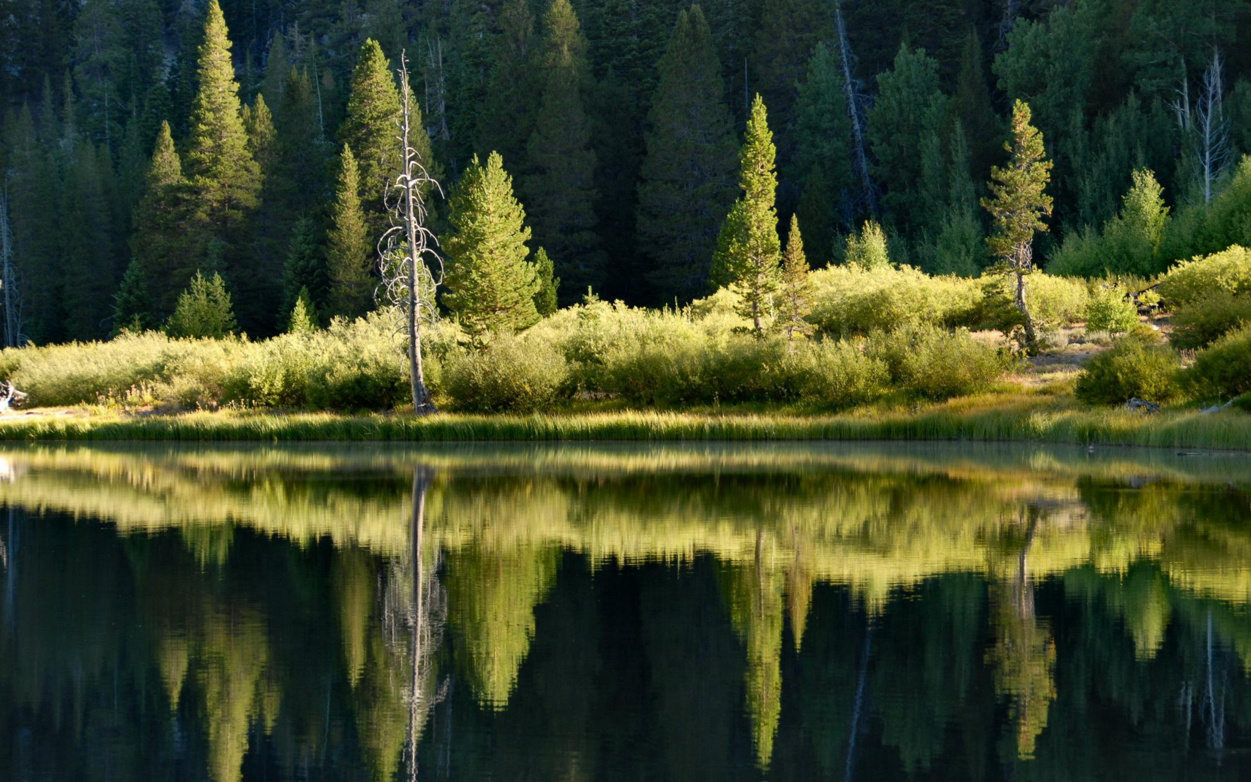 Хвойная тишина. Природа. Озеро в лесу. Отражение леса в воде. Пейзаж лес.