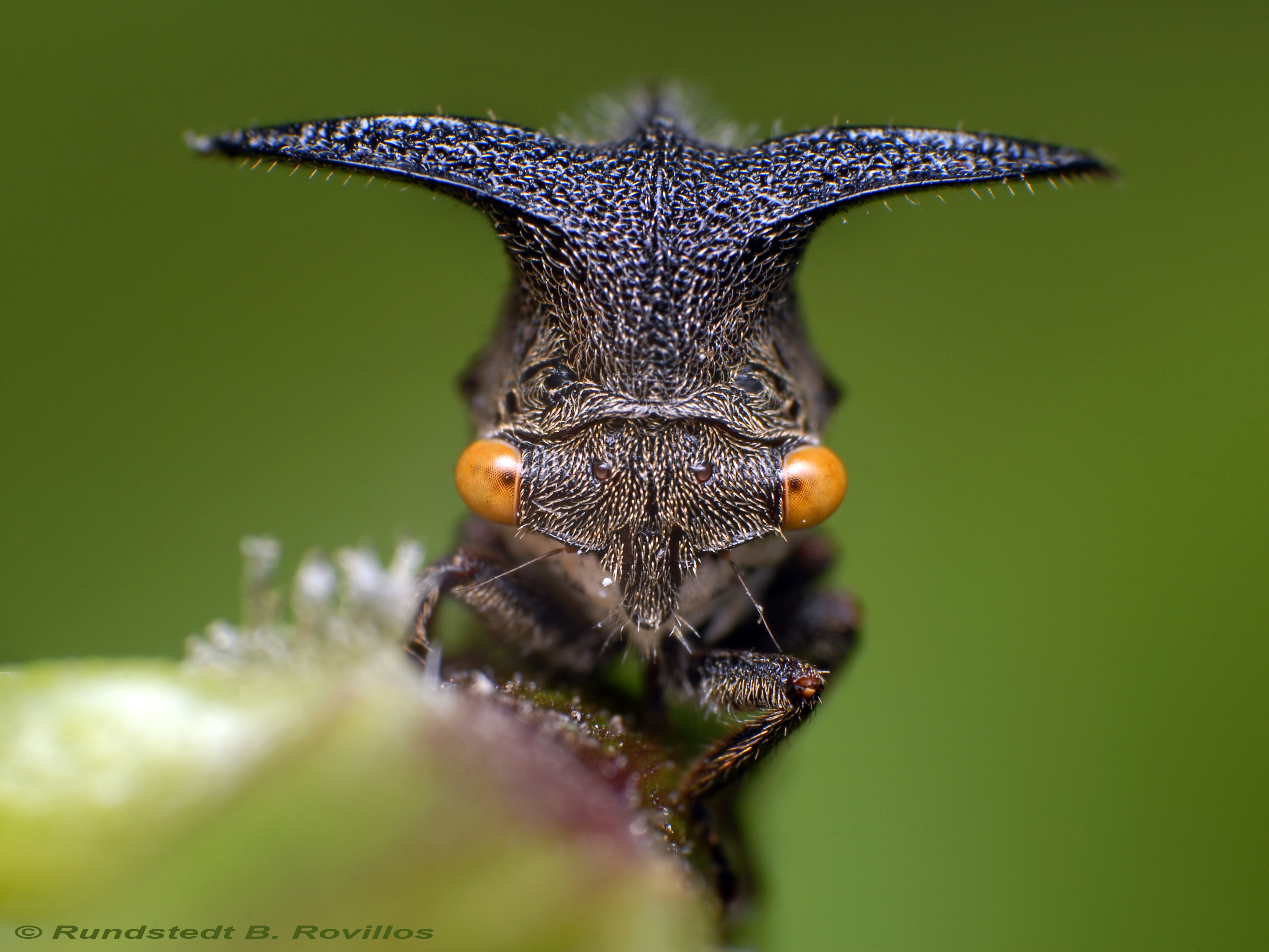 Новый вид насекомых. Жук Горбатка бразильская. Жук веероус. Горбатка treehopper. Горбатка насекомое.