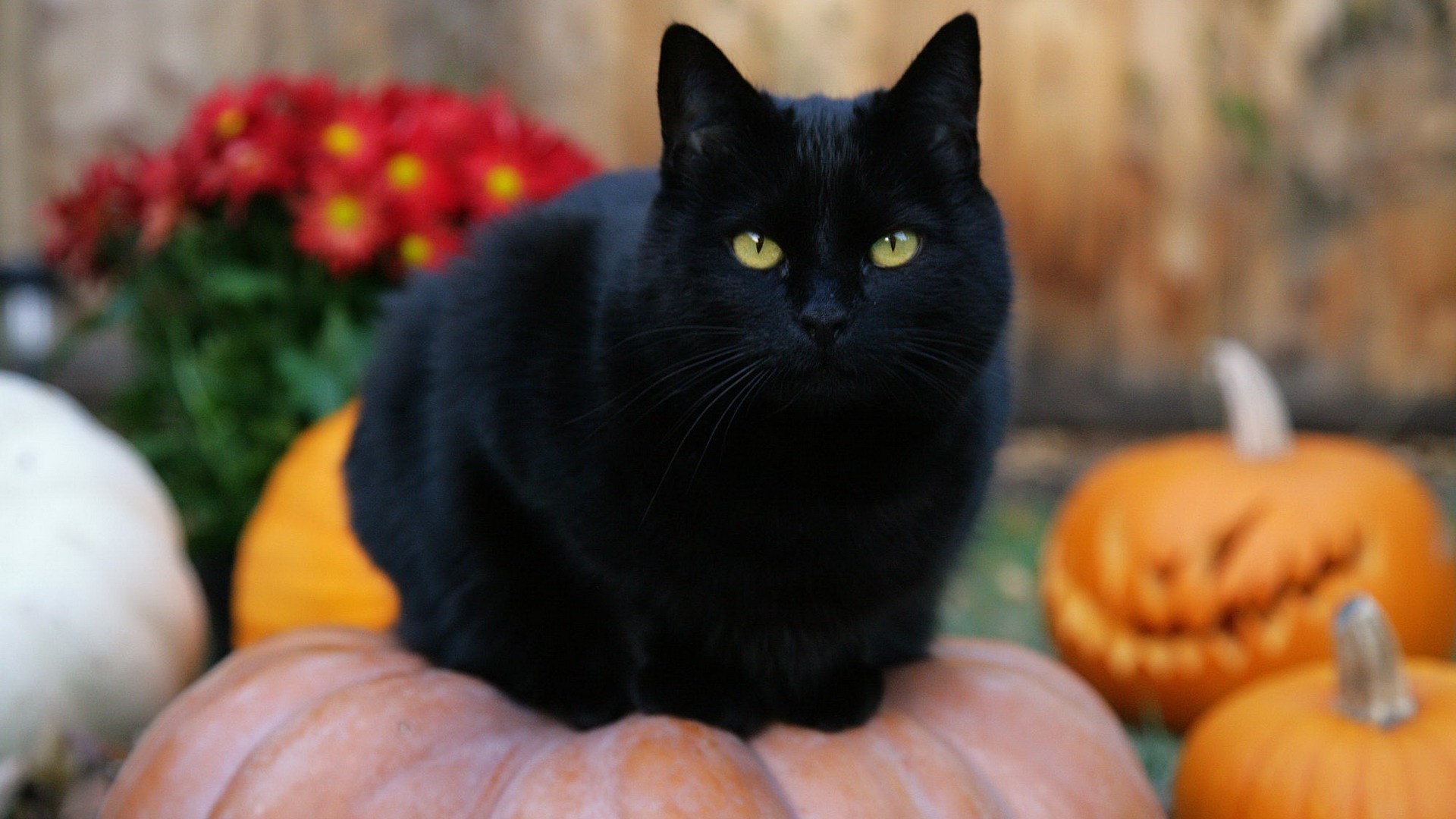 Черный кот, Хэллоуин, тыквы, Джек-о -фонари - обои на рабочий стол