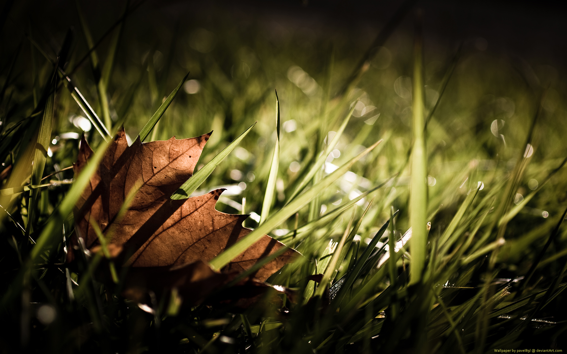 природа, лист, осень, трава, сезоны, кленовый лист - обои на рабочий стол