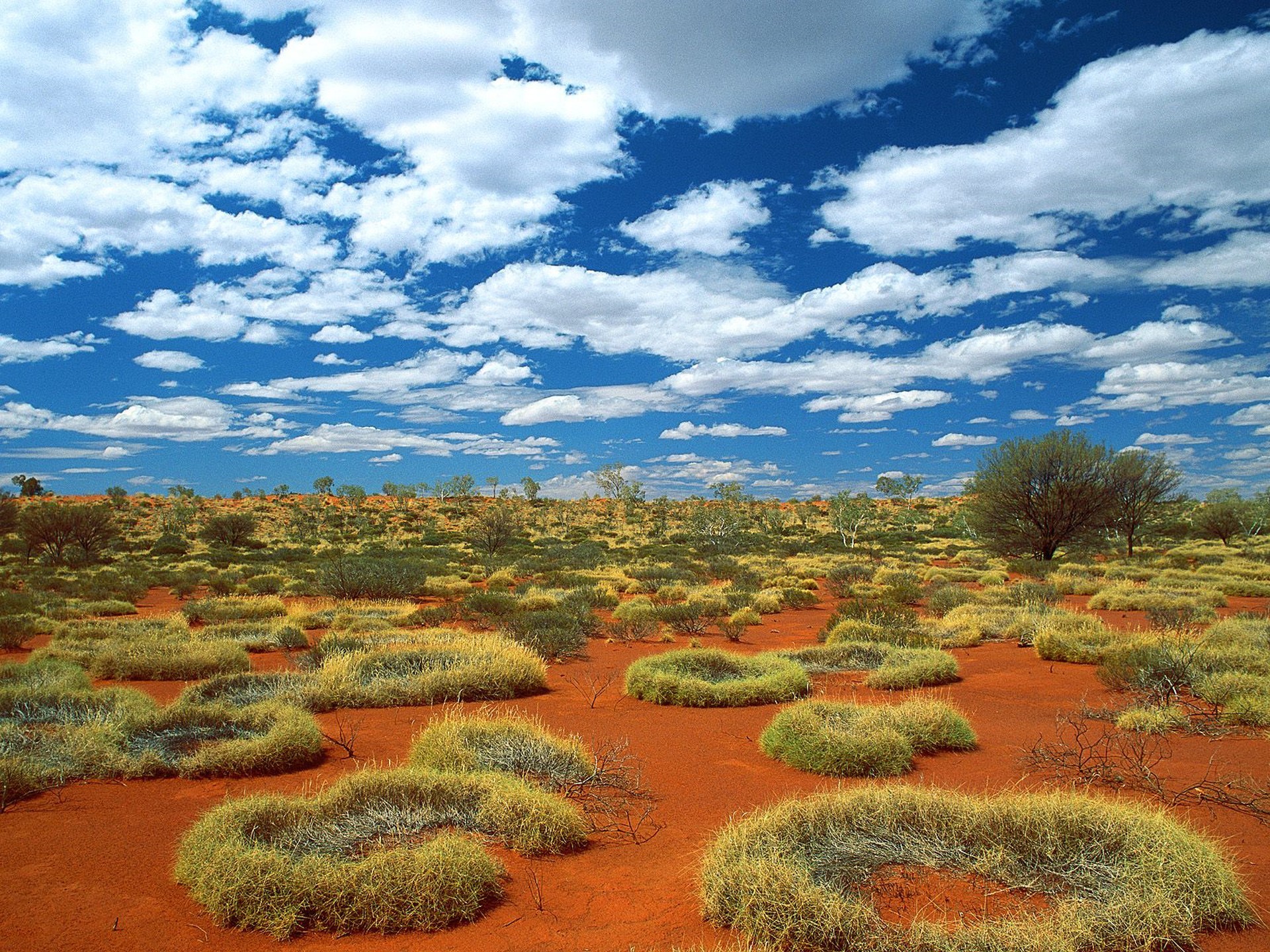 Австр. Пустыни и полупустыни Австралии. Саванны Австралии. Спинифекс в Австралии. Пустынная Саванна Южной Америки растения.
