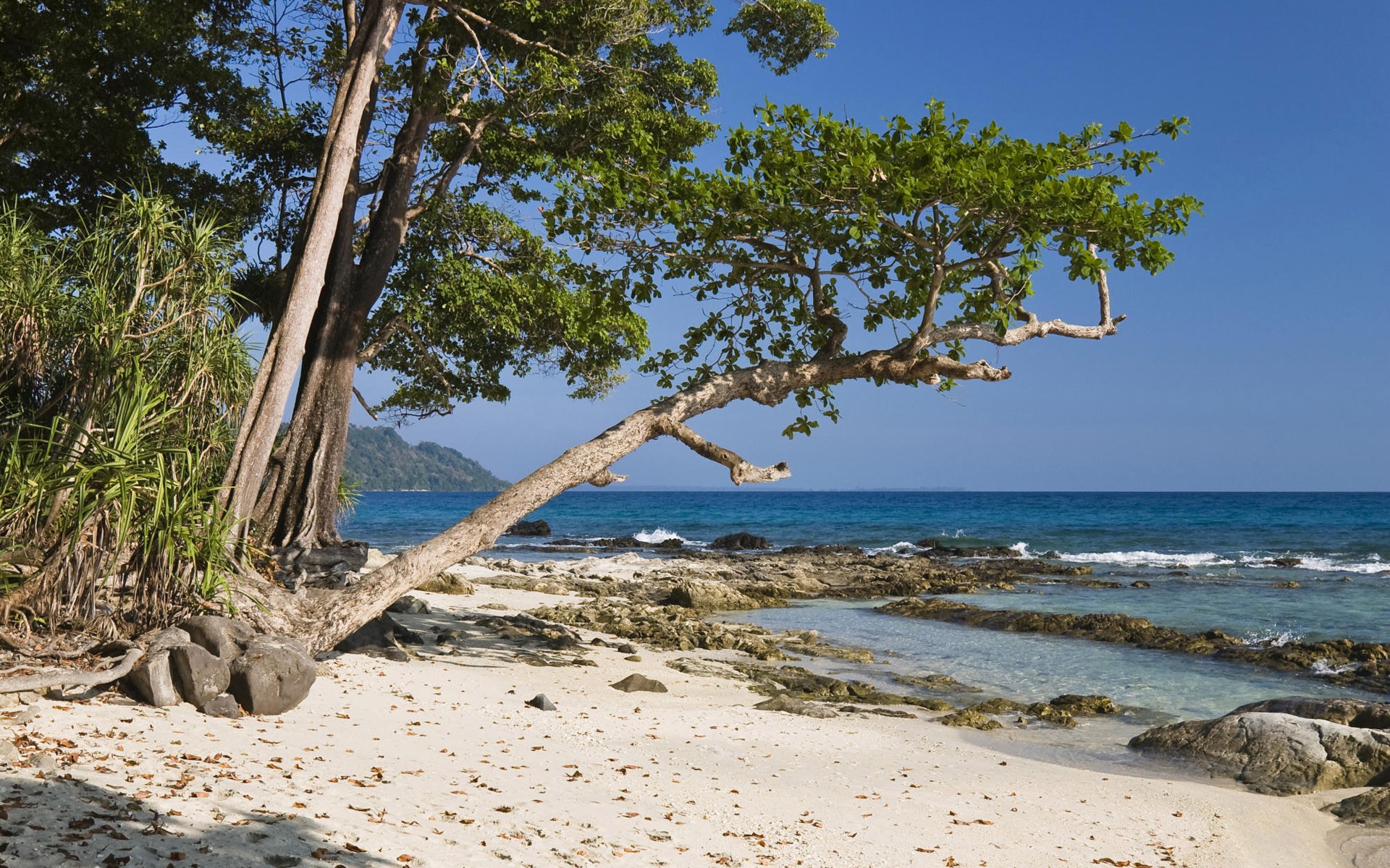 Beach tree. Хэвлок остров. Дерево на острове. Деревья на пляже. Деревья на побережье.