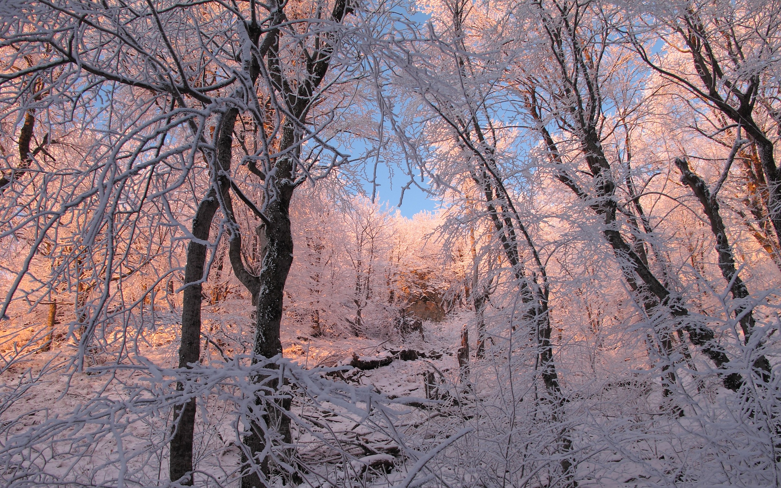 Самая поздняя зима. Ранняя зима. Поздняя зима. Деревья в снегу. Природа ранняя зима.