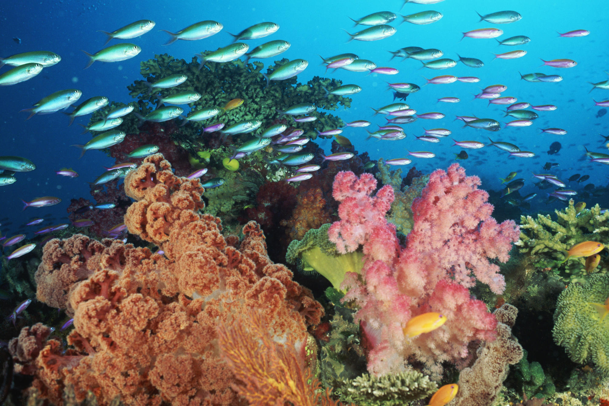 Красивые коралловые рифы. Эйлат коралловый риф. Большой морской риф Фиджи. Подводный мир кораллы. Подводный пейзаж.