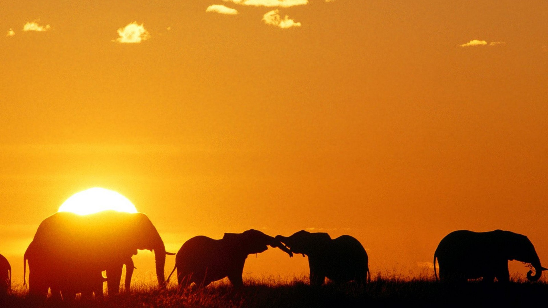 закат, животные, силуэты, мара, слоны, Африка, Кения - обои на рабочий стол