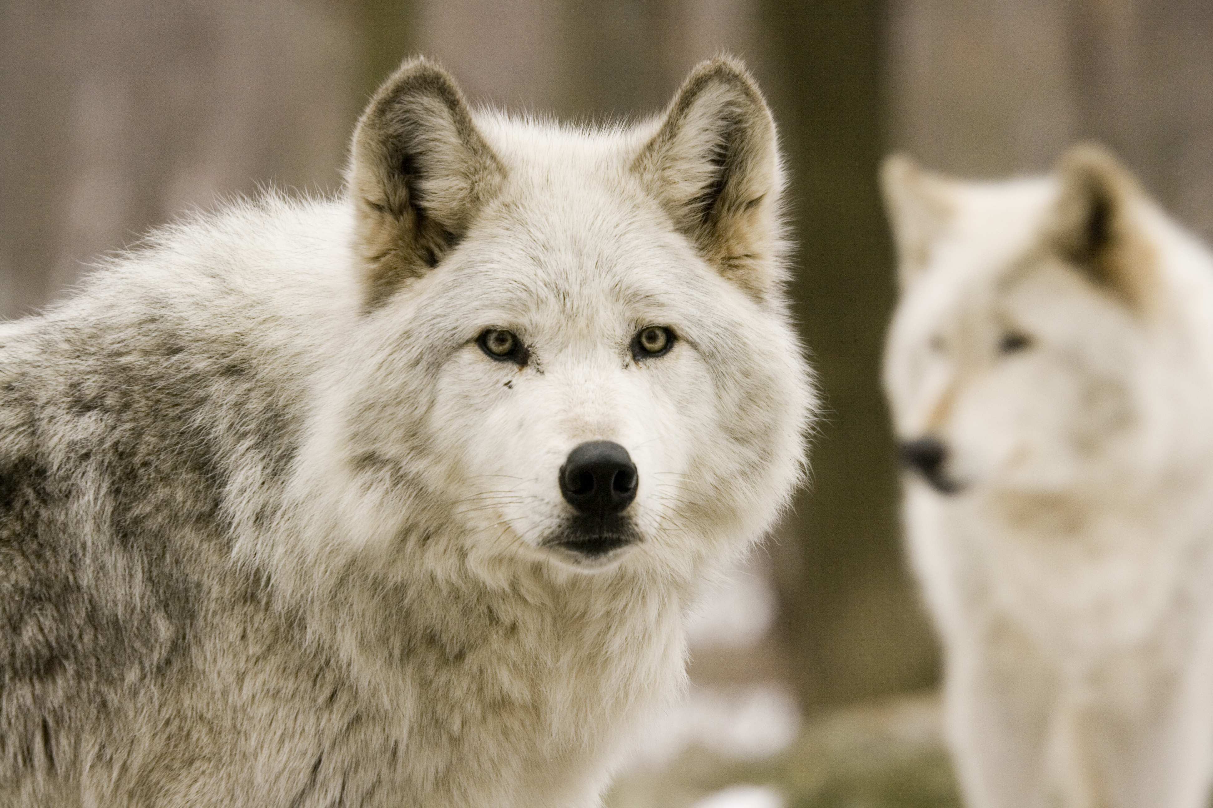 R wolf. Белый волк Акелла. Вайт Вулф. Волк обои. Красивый волк.