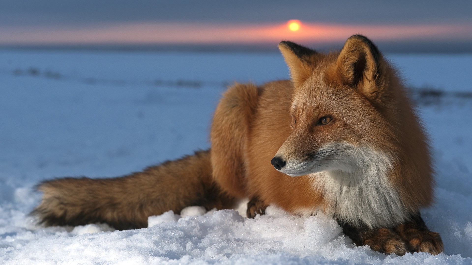 снег, животные, живая природа, лисы - обои на рабочий стол