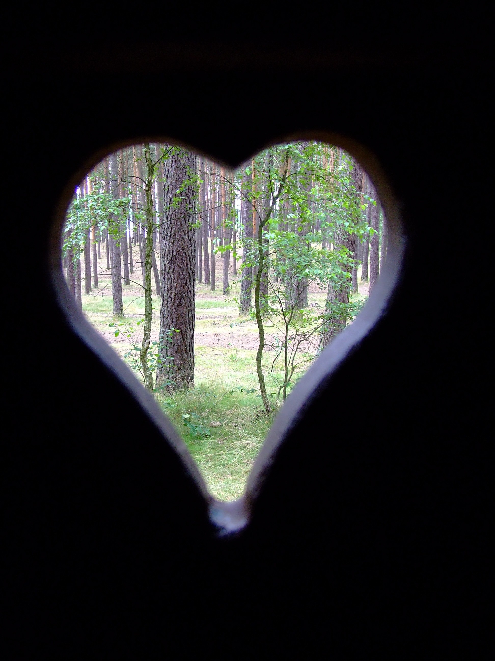 природа, леса, сердца - обои на рабочий стол