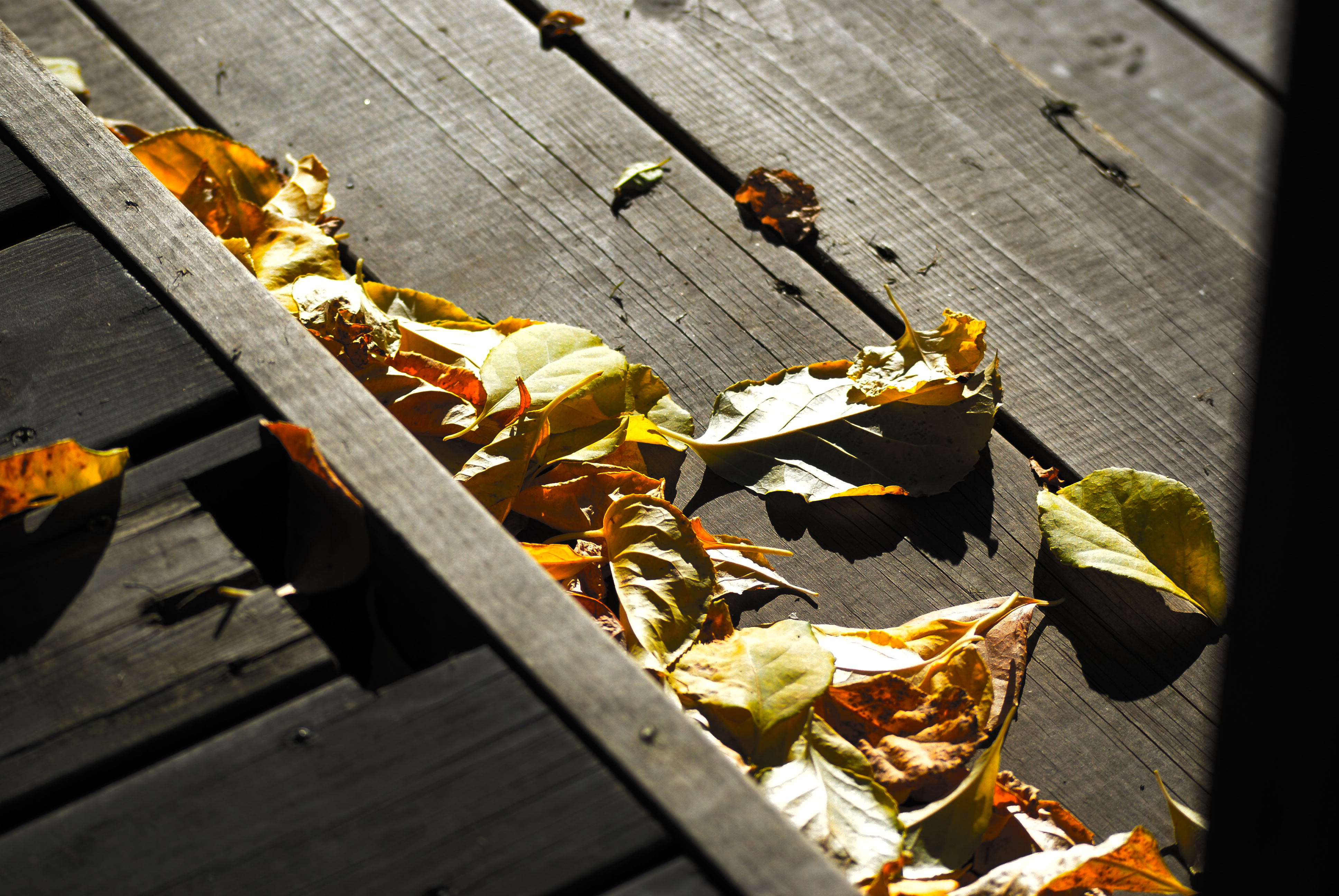листья, опавшие листья - обои на рабочий стол