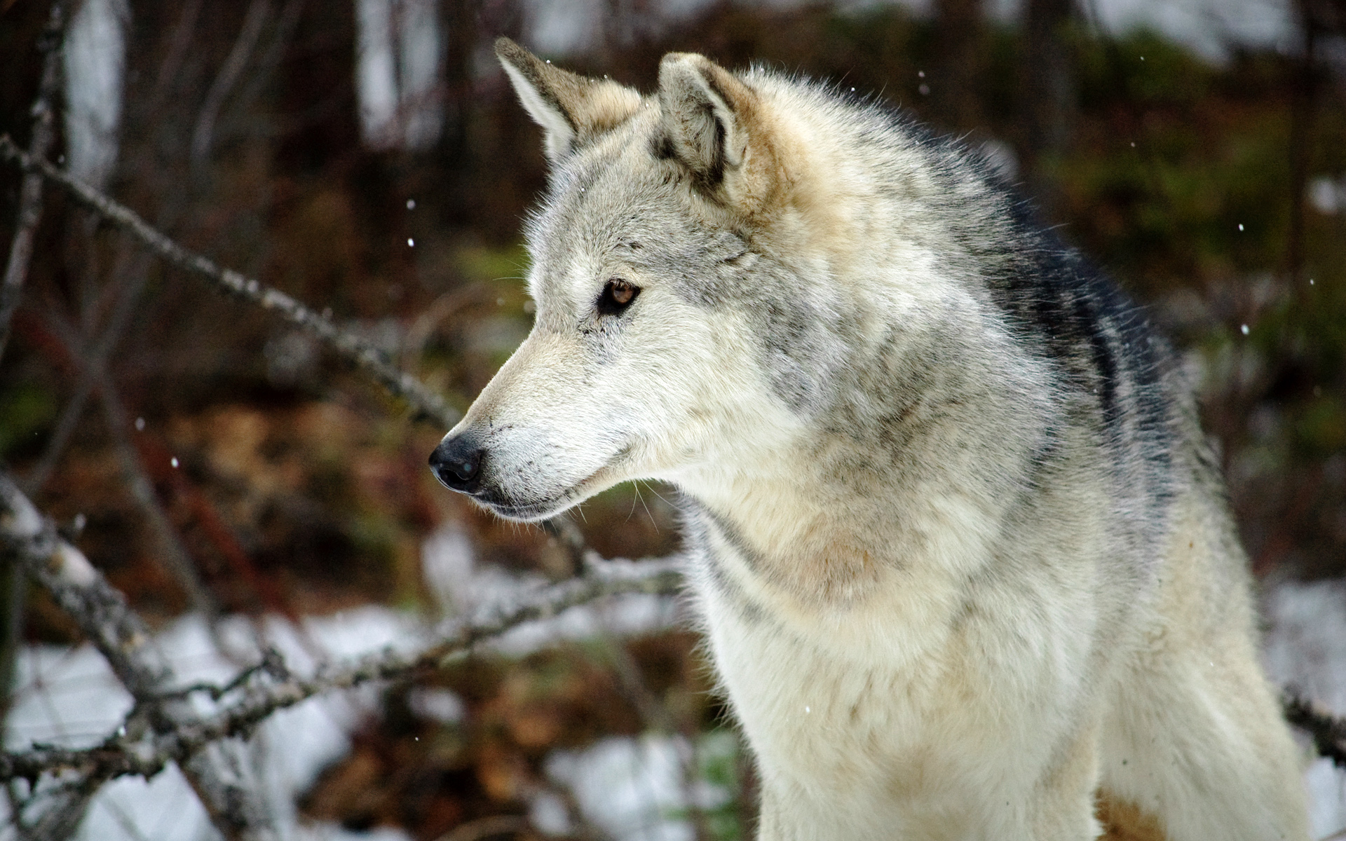 Волк точка ру. Среднерусский Лесной волк. Волк Таганай. Моголлонский волк. Арлан волк.