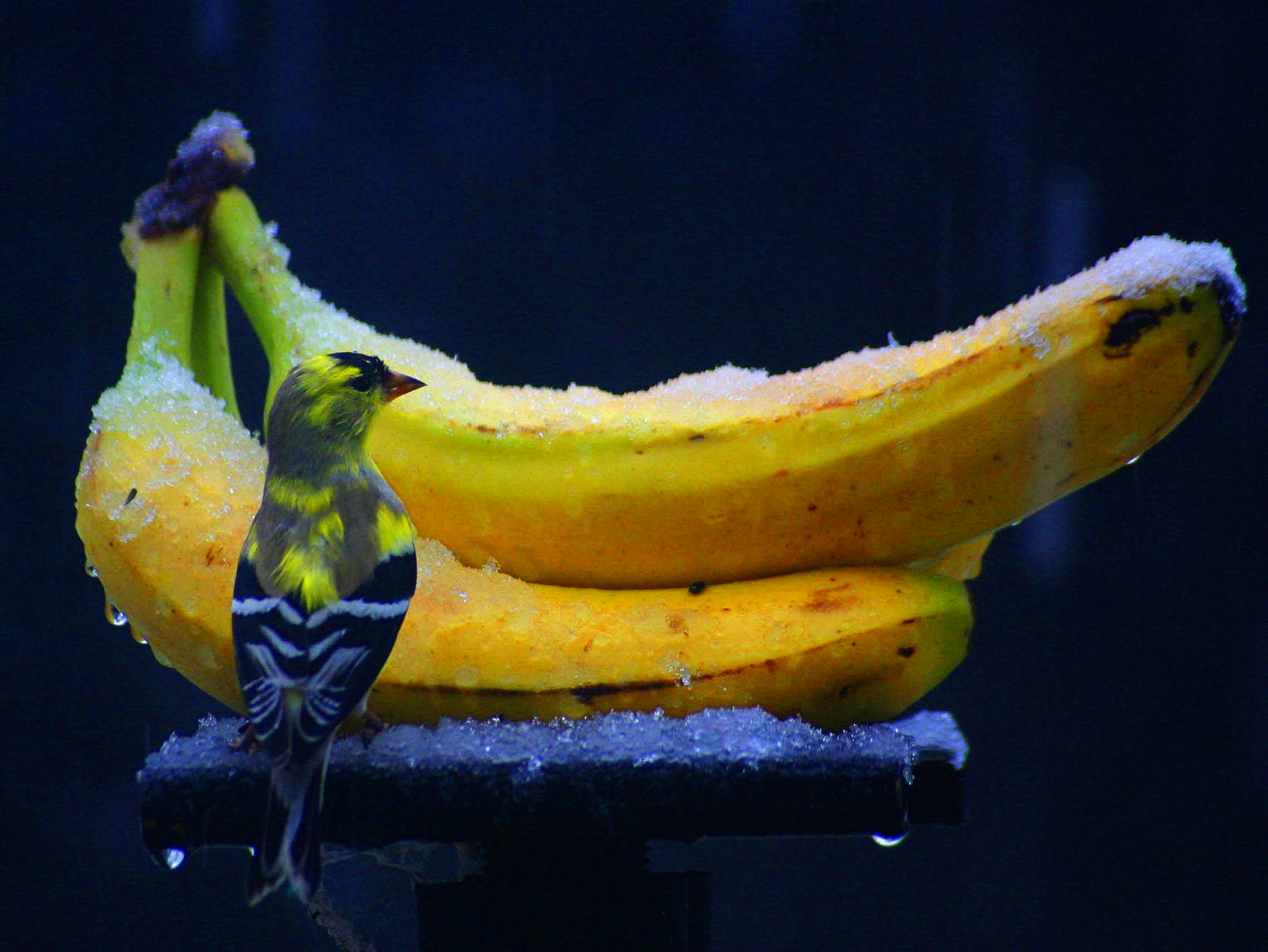лед, птицы, фрукты, еда, бананы - обои на рабочий стол