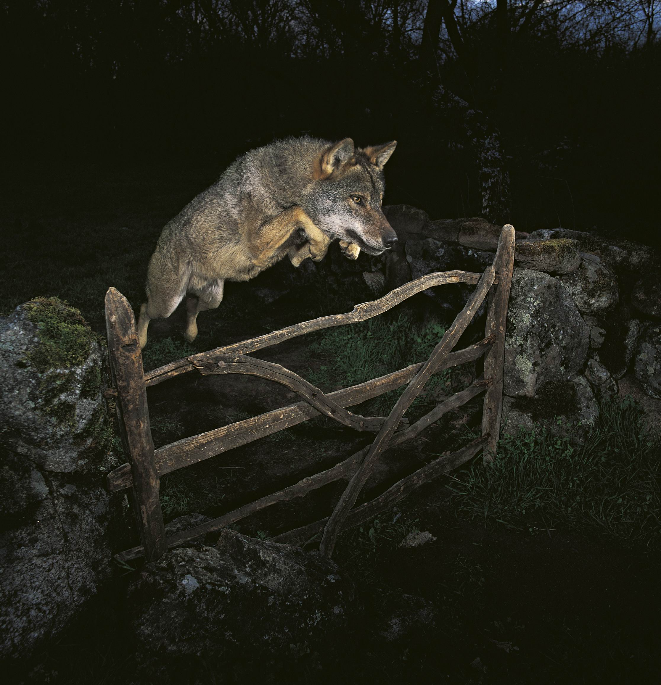 Волк в прыжке