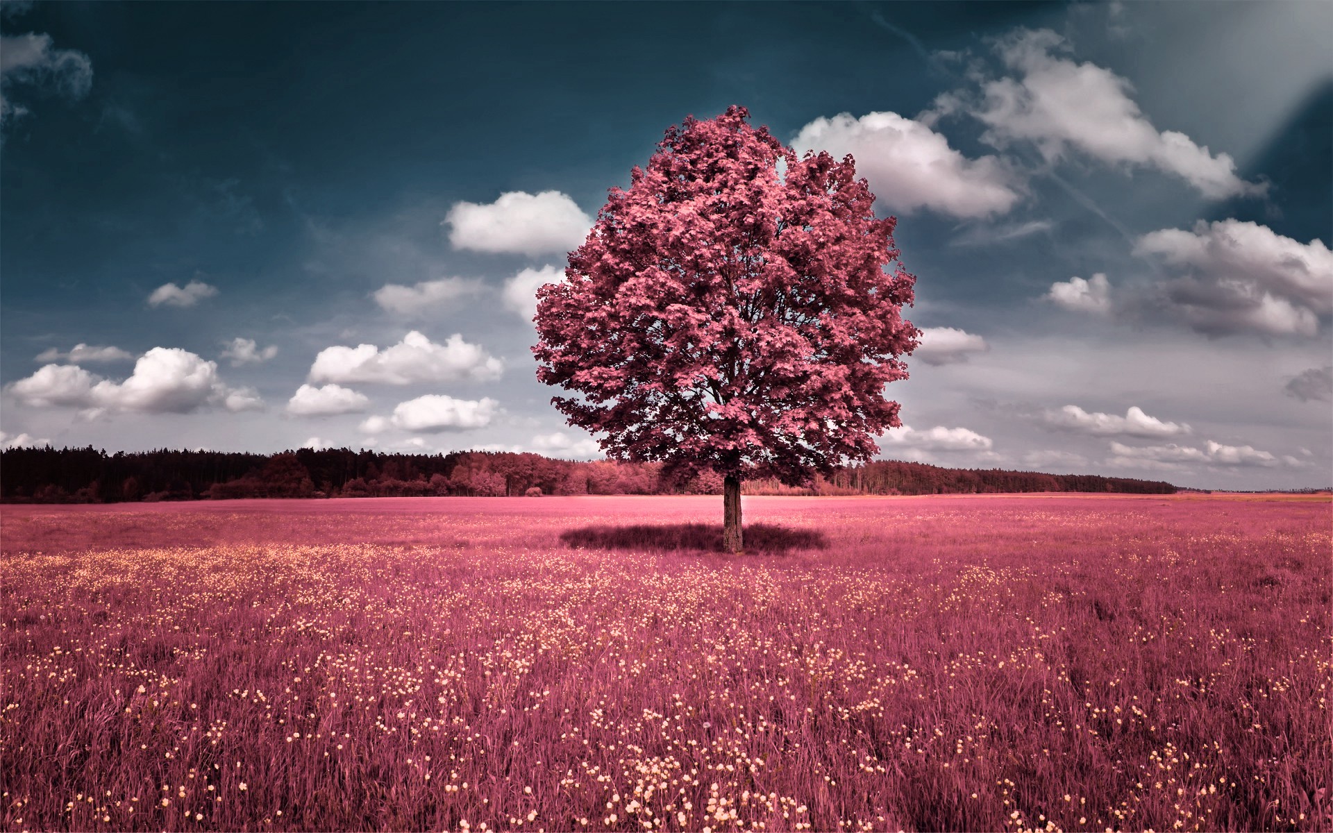 облака, пейзажи, деревья, цветы, розовый цвет, трава, поля, холмы, небо, фото манипуляции - обои на рабочий стол