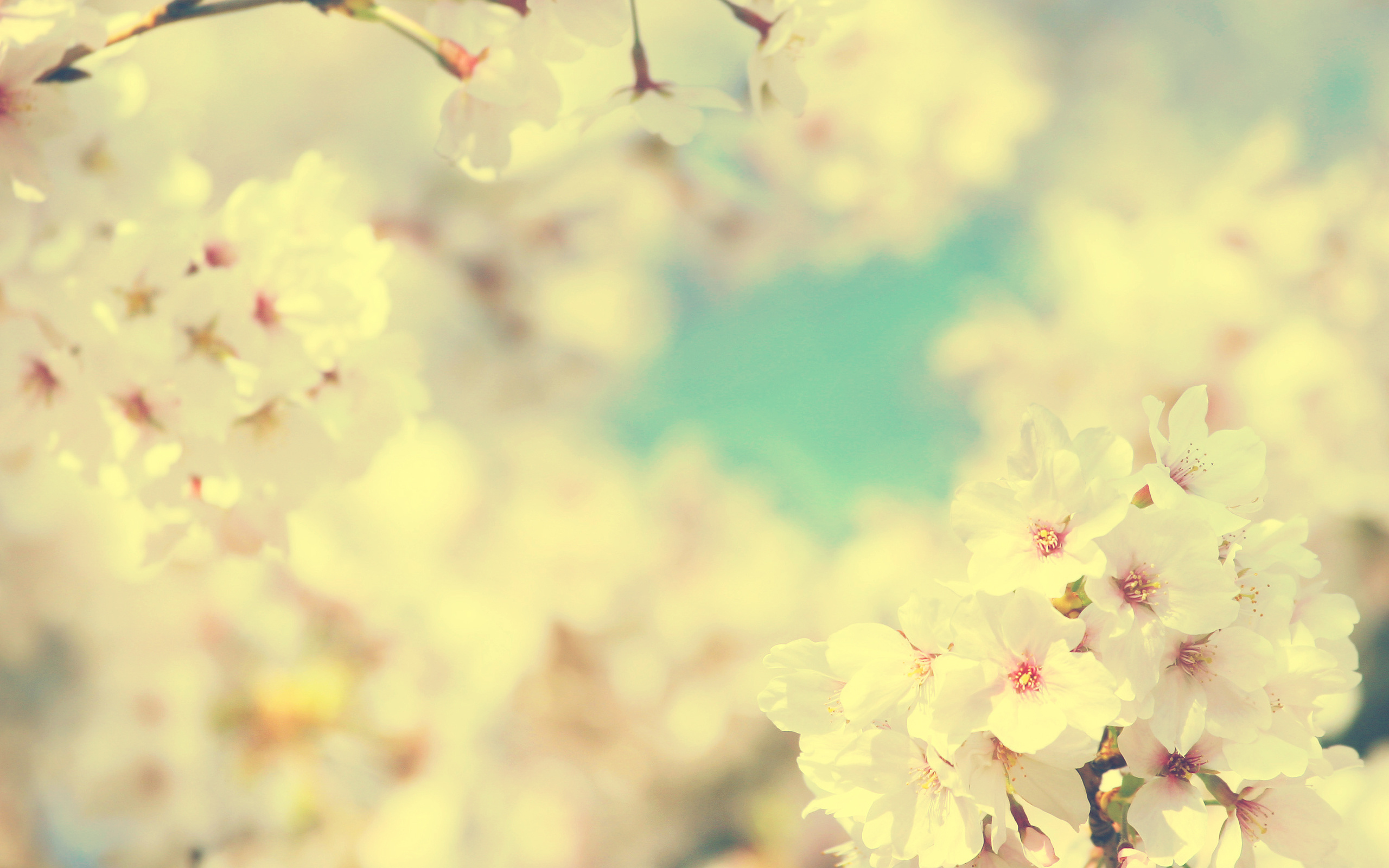 природа, цветы, сакура, весна, цветы - обои на рабочий стол