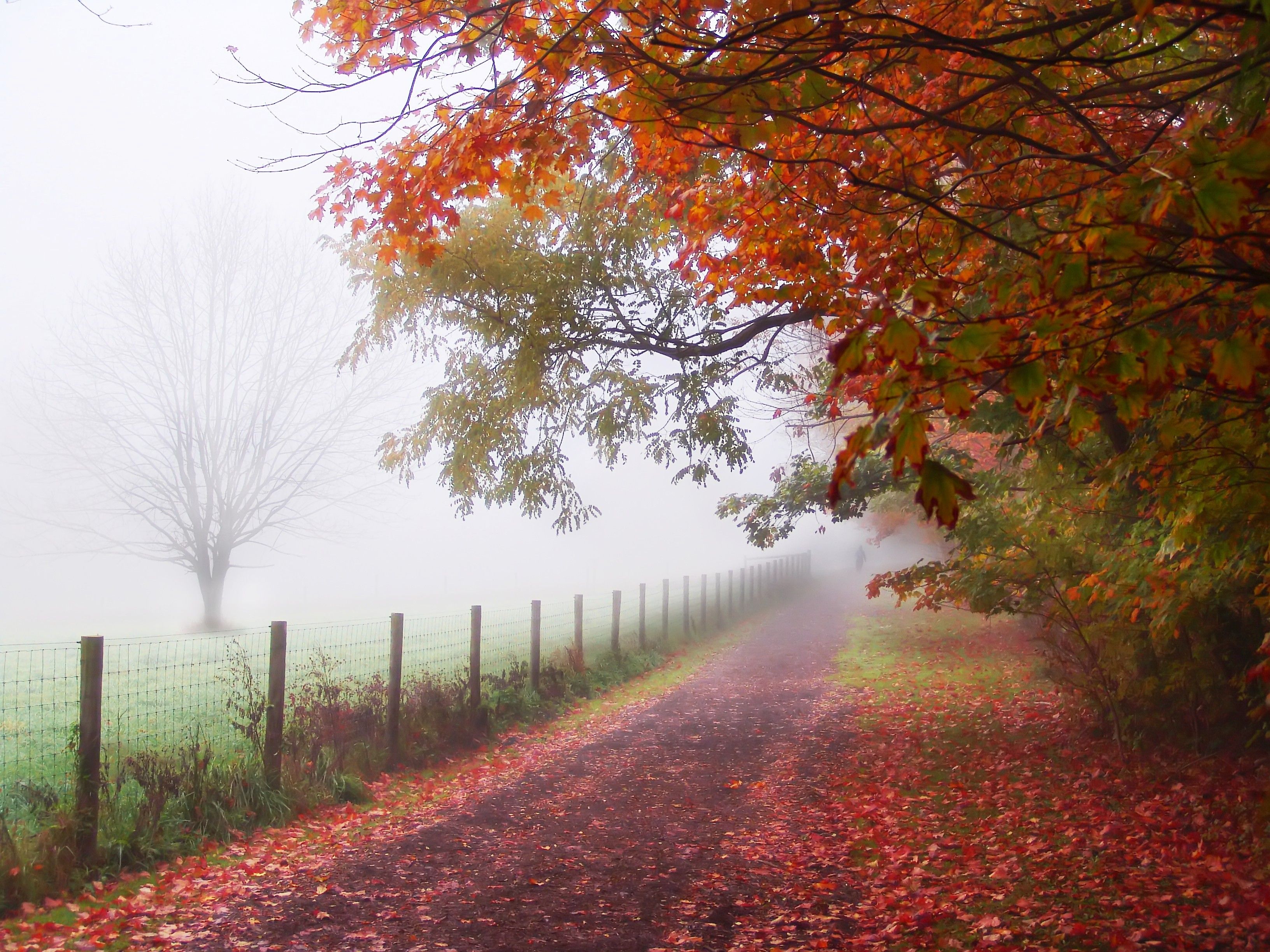 осень, туман, дороги - обои на рабочий стол