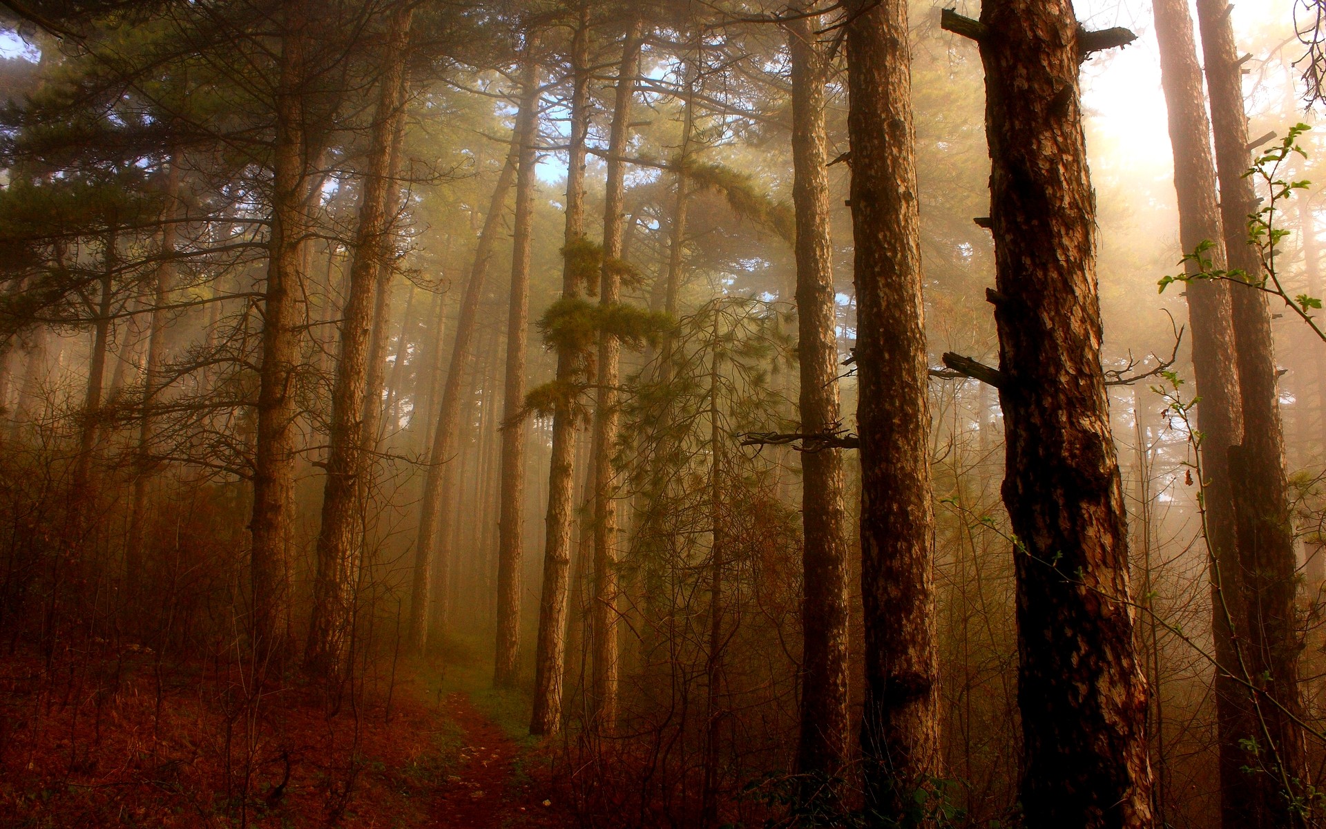 Сосновый лес в тумане