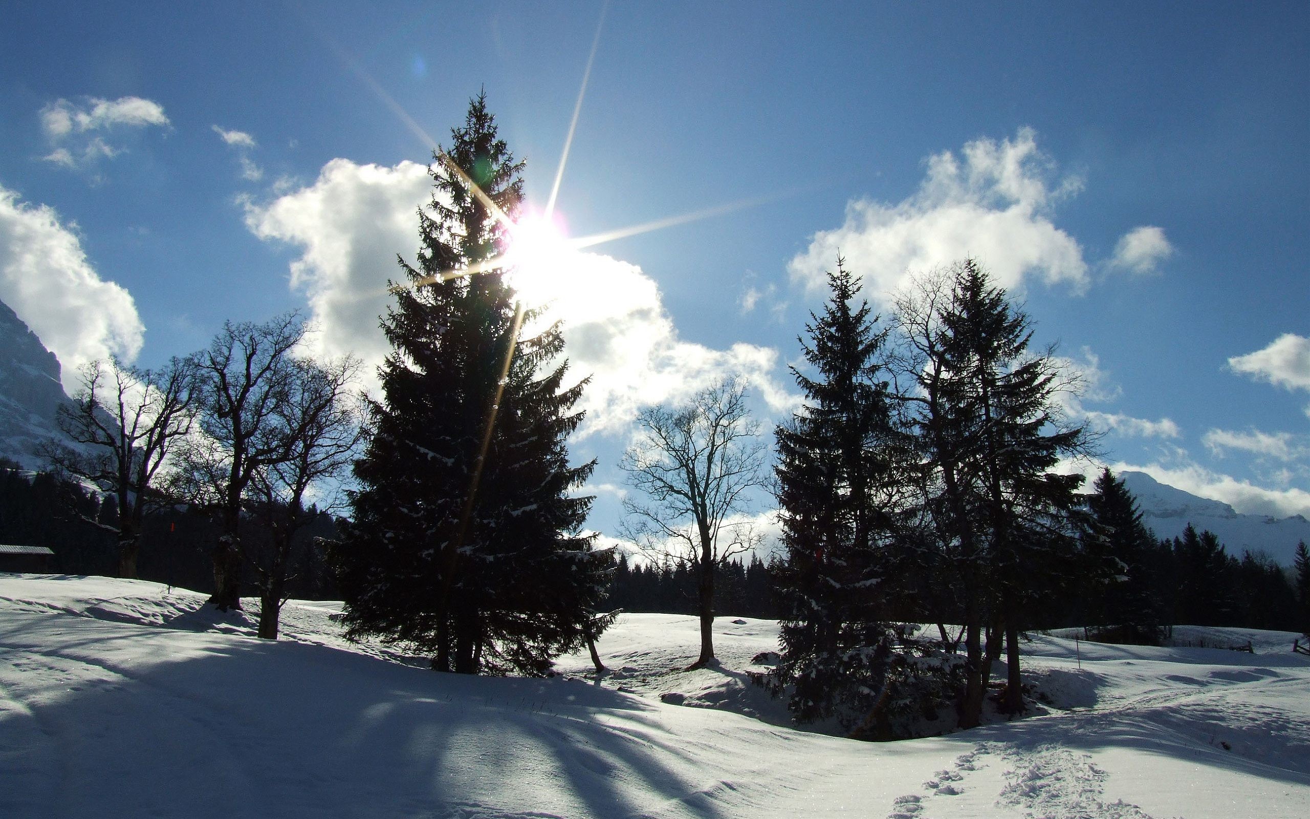 Сами короткий день в году. Пейзаж с елками. Зима на рабочий стол. Ель зимой. Зимнее солнце.