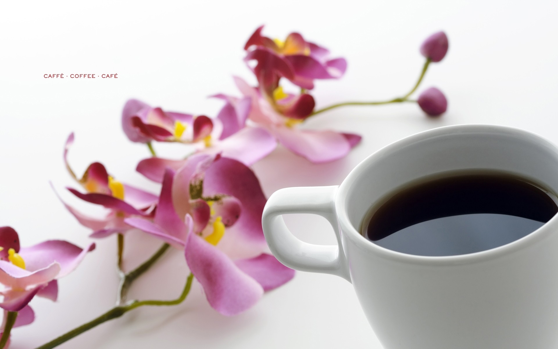 цветы, кофе, напитки, белый фон, орхидеи - обои на рабочий стол