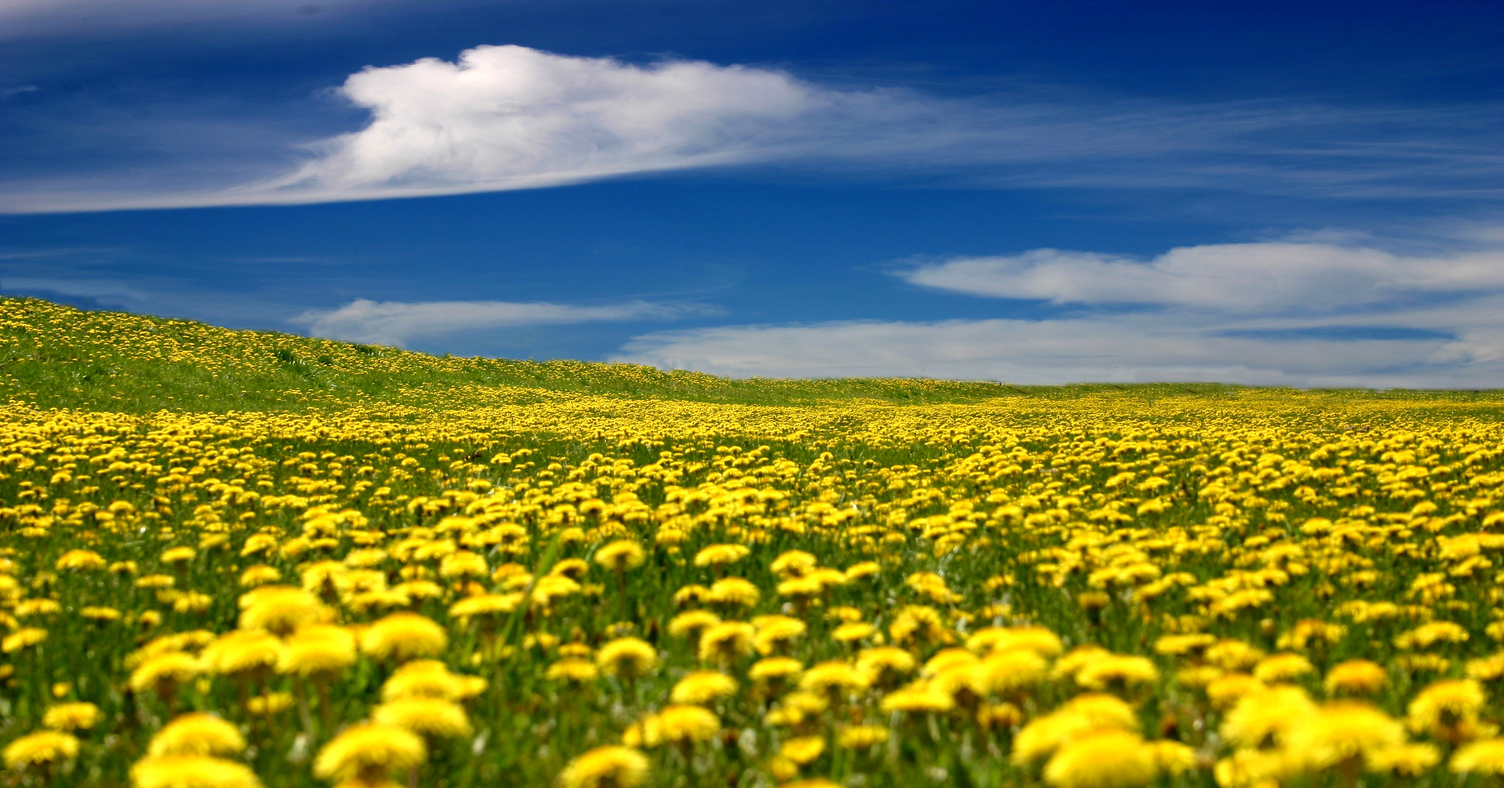 Одуванчиковое поле жёлтое