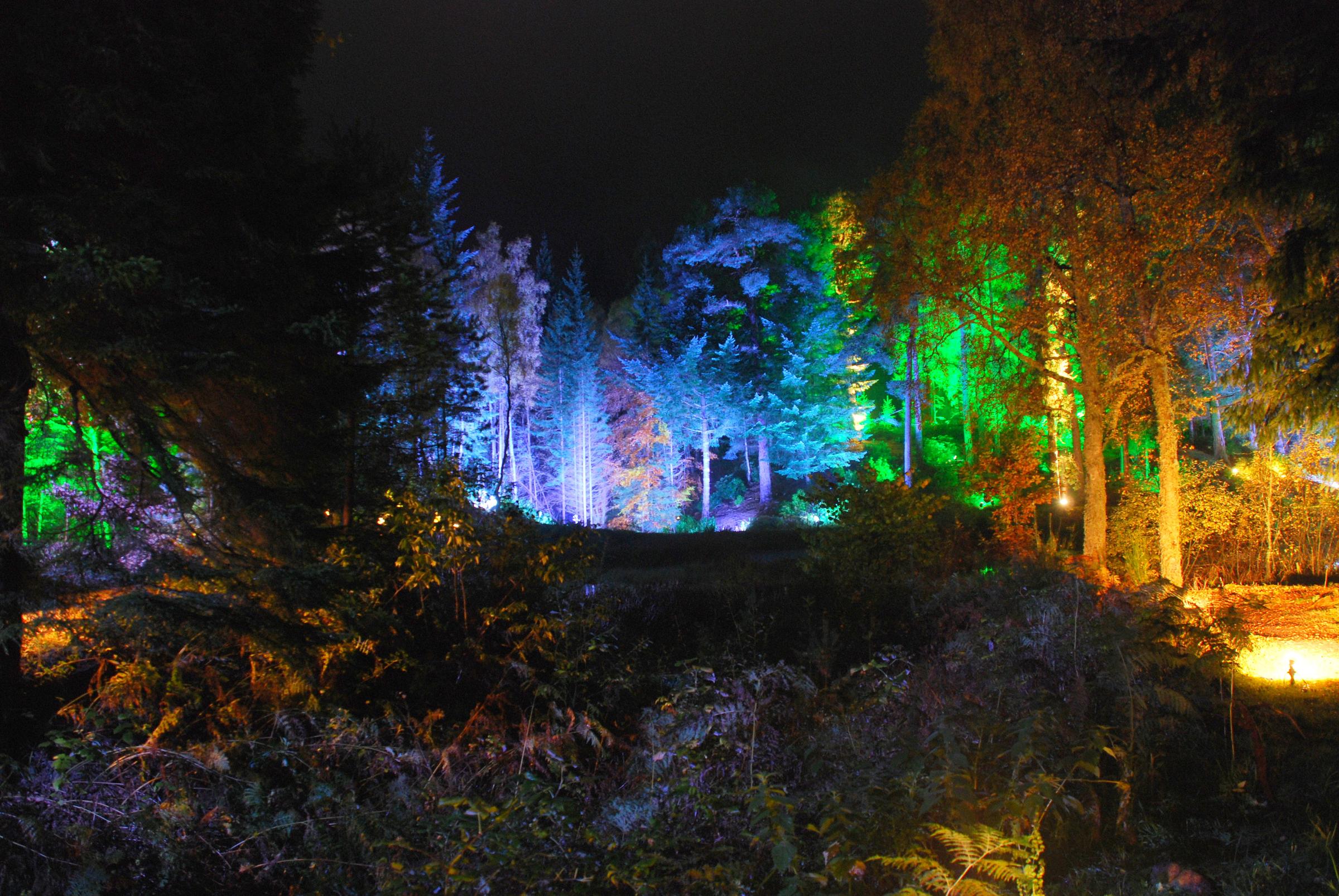 Новый свет лесной. Ночной лес. «Ночь в лесу». Красивый лес ночью. Ночной сказочный лес.