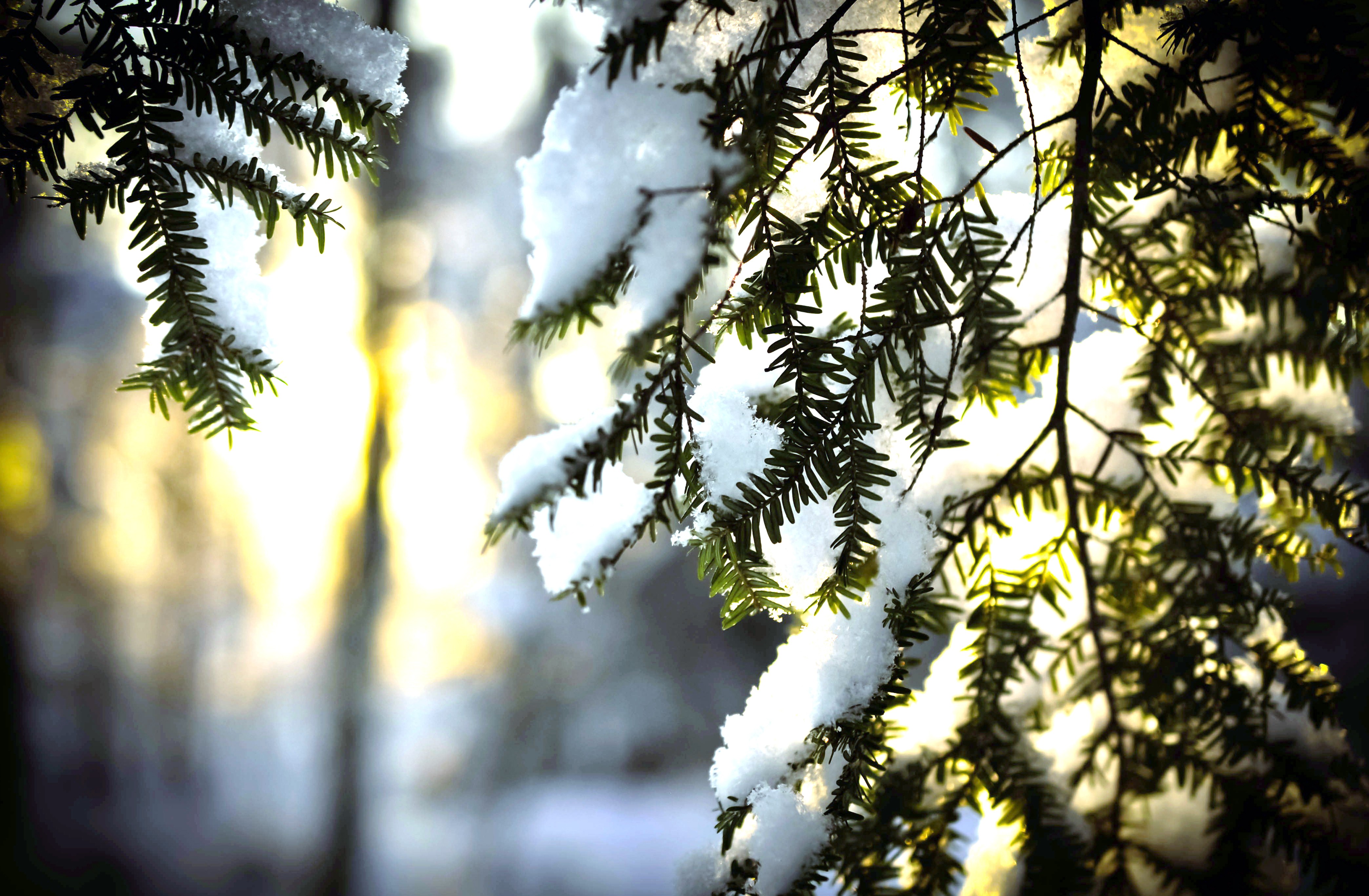 Красивая природа февраль. Зимняя ветка. Ветки в снегу. Еловые ветви в снегу. Деревья в снегу.