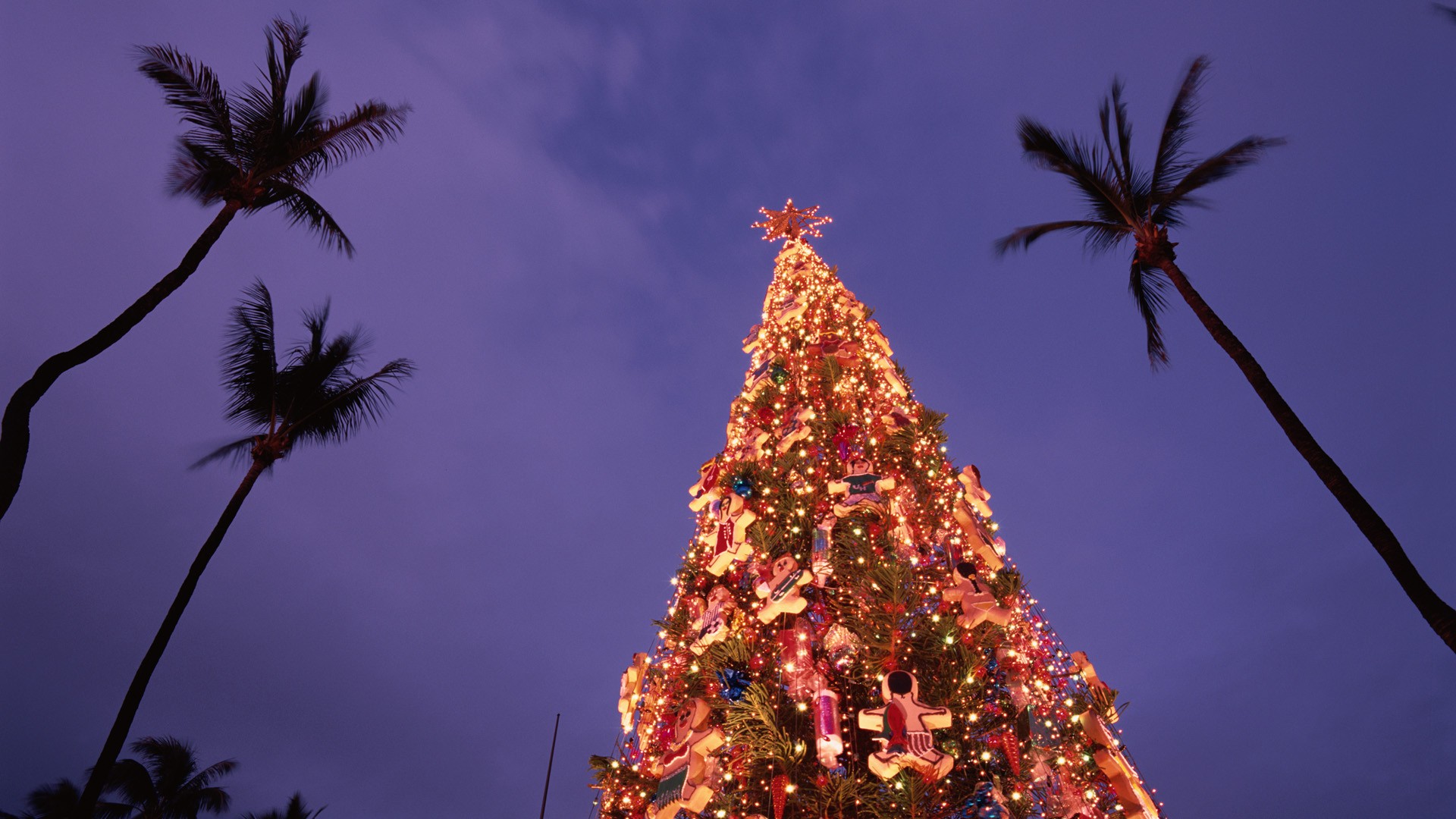 Гавайи, рождество, Рождественские елки, пальмовые деревья, Остров Оаху - обои на рабочий стол