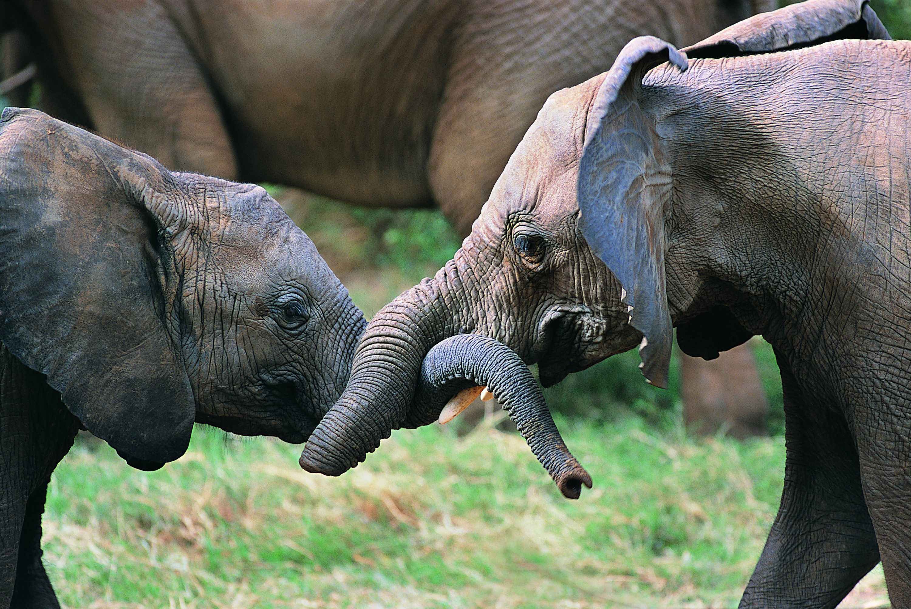 Звук слоника. Слоненок. Слон и Слоненок. Слониха со слоненком. Маленький Слоненок.