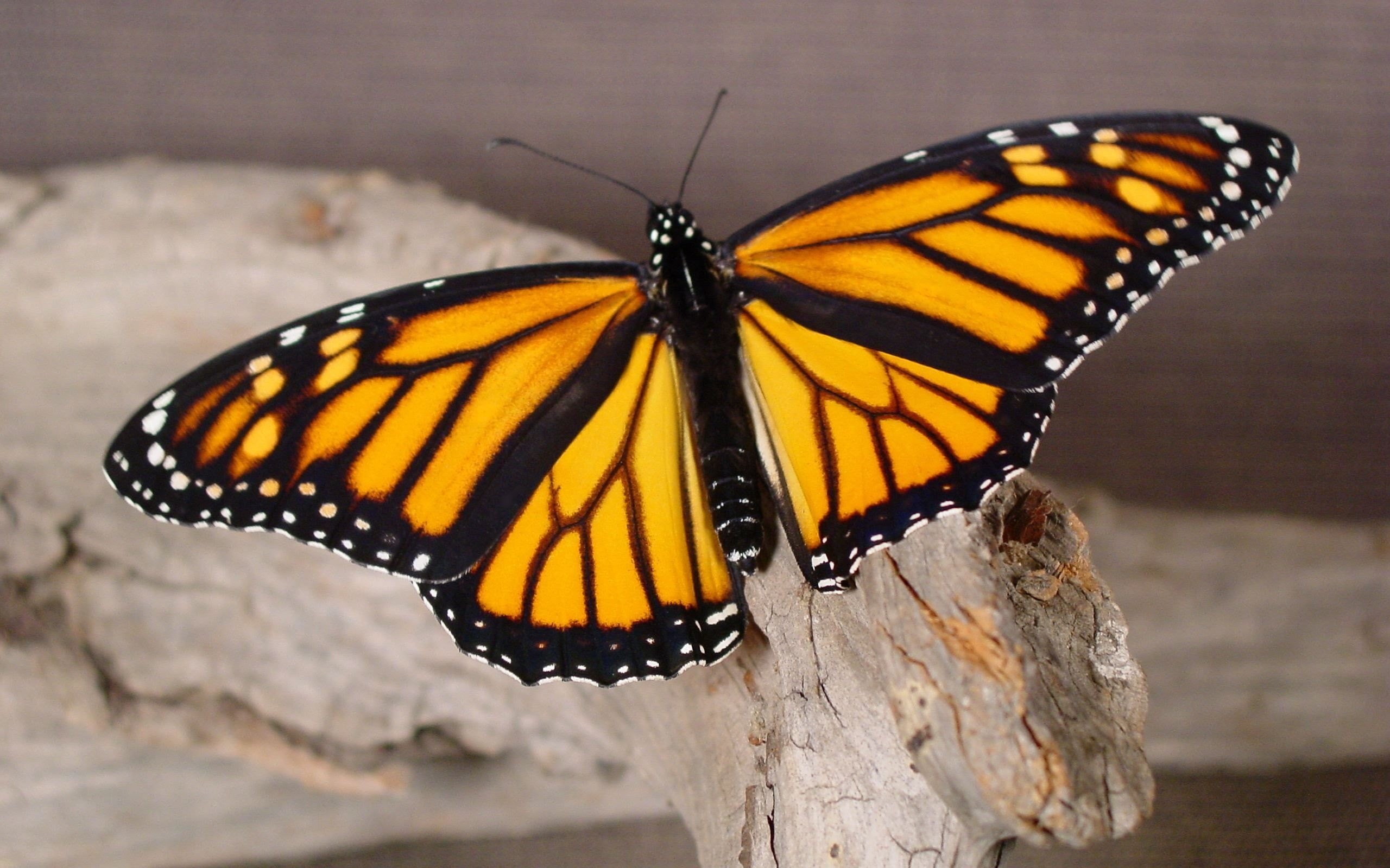 природа, насекомые, монарх, бабочки - обои на рабочий стол