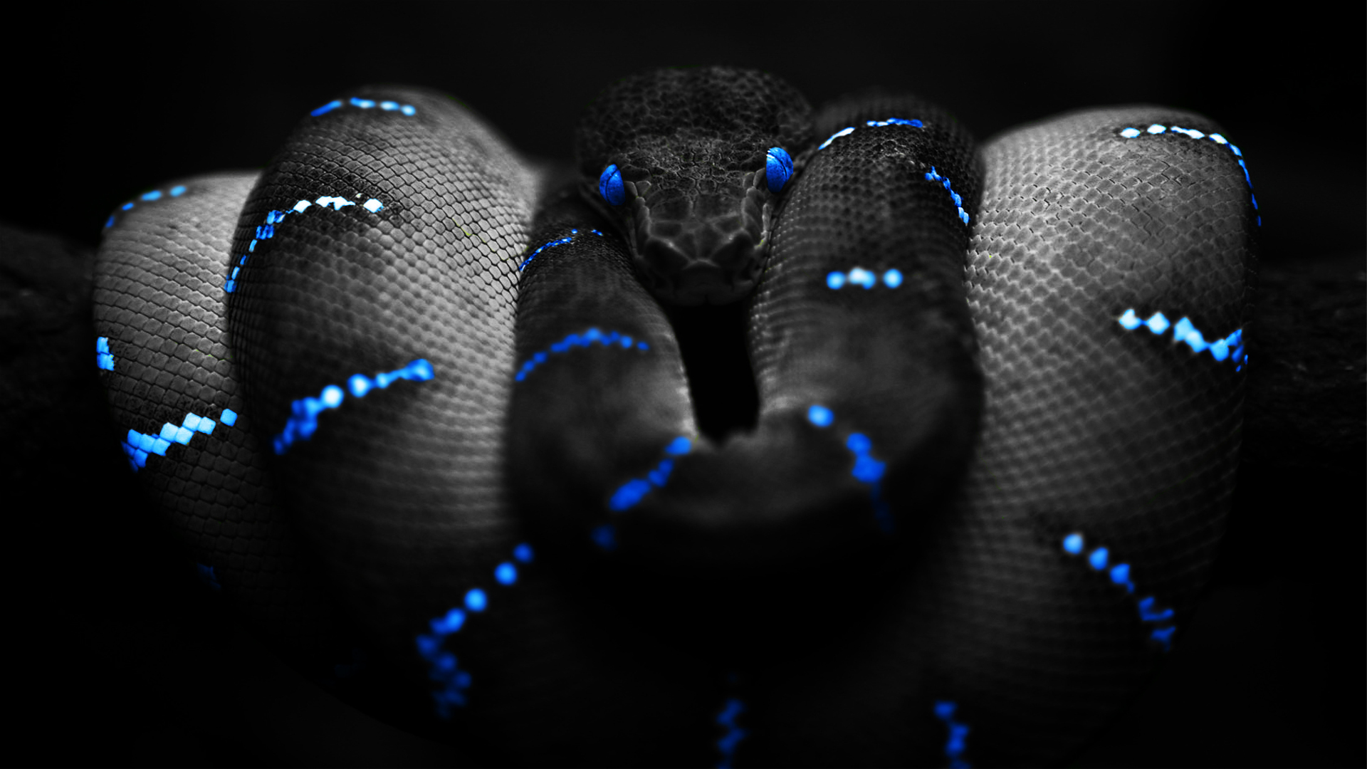синий, черный цвет, змеи, темный фон - обои на рабочий стол