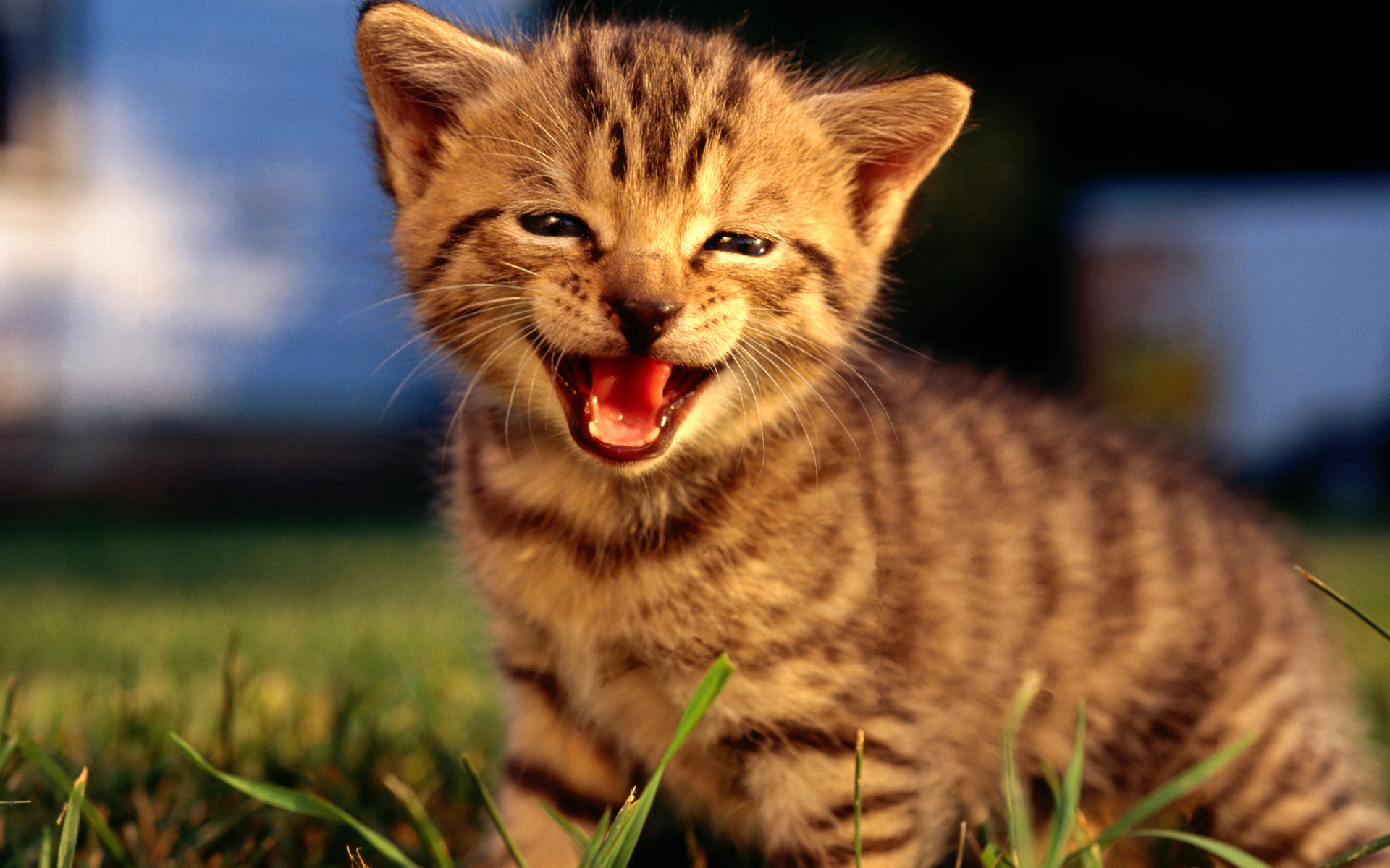 Киска мяу. Счастливый кот. Улыбающиеся животные. Кот улыбается. Радостный кот.