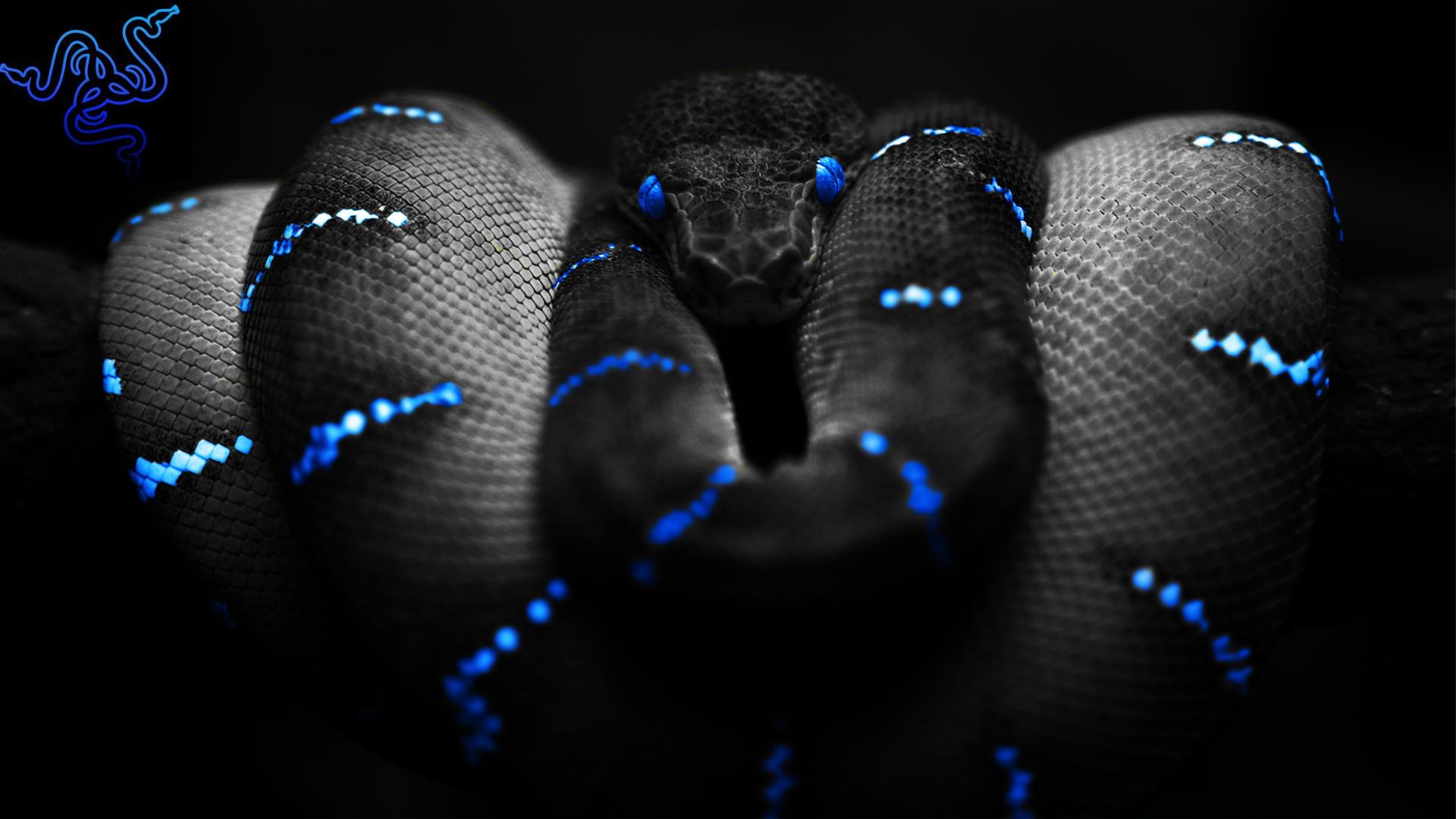 голубые глаза, змеи, Razer - обои на рабочий стол